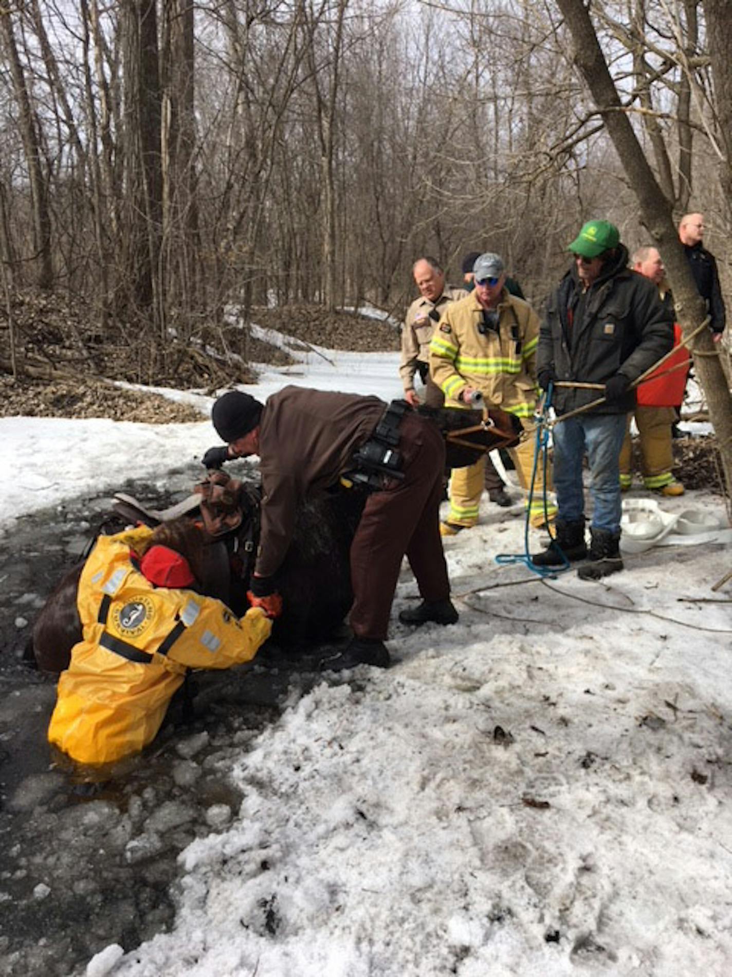 A Fresian horse named Likira was rescued Sunday.