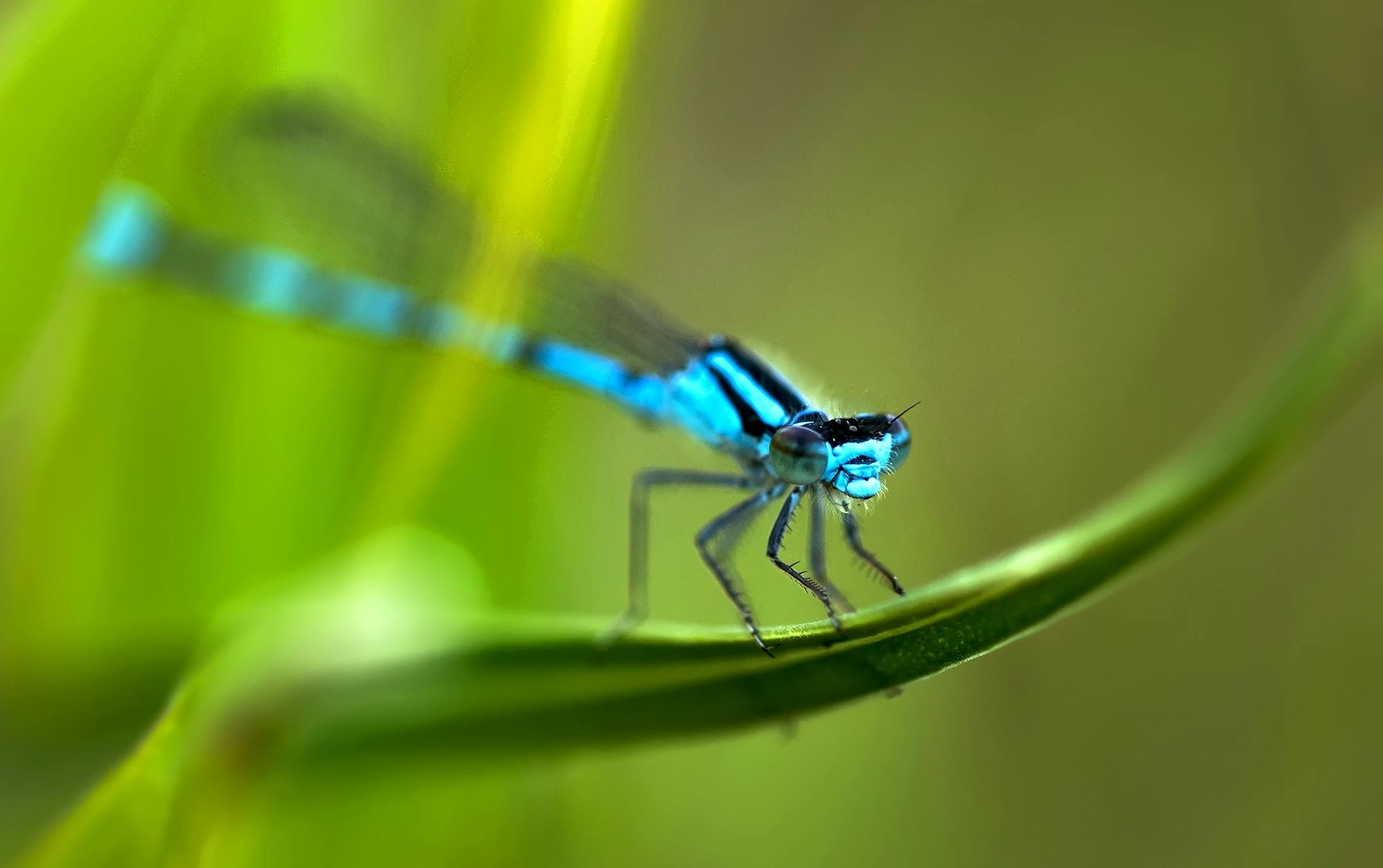 Capturing close-ups of insects can create additional challenges. I will often work in an area with active insects like this Northern Bluet Damselfly at Glacial Lakes State Park. Find a good spot with decent light, sit down and then wait for them to come to you. If you have a light breeze like you often do on the prairie, pick a focus point and move with the subject rather than trying to focus track. Like when photographing annimals, if you take your time and move slowly, insects will often tolle