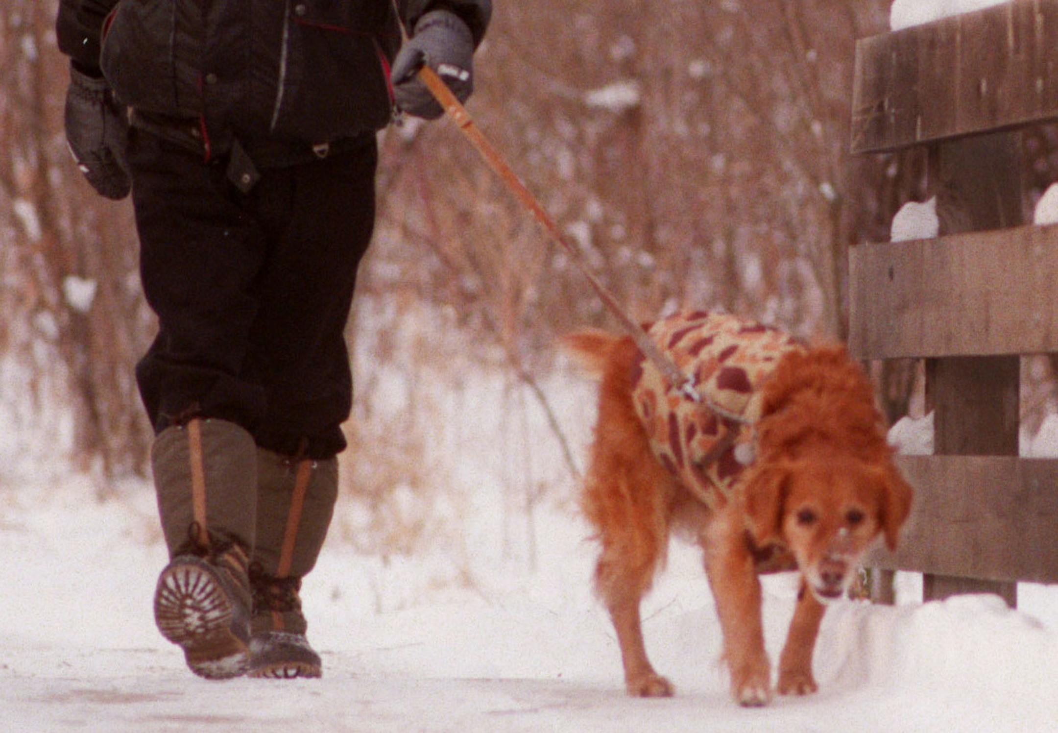 Dr. Arthur Leon incorporates exercise into his daily routine in a variety of ways, one is by walking every morning and evening with his Golden Retriever Rozie in Purgatory Park in Minnetonka. ORG XMIT: MIN2014012814253758