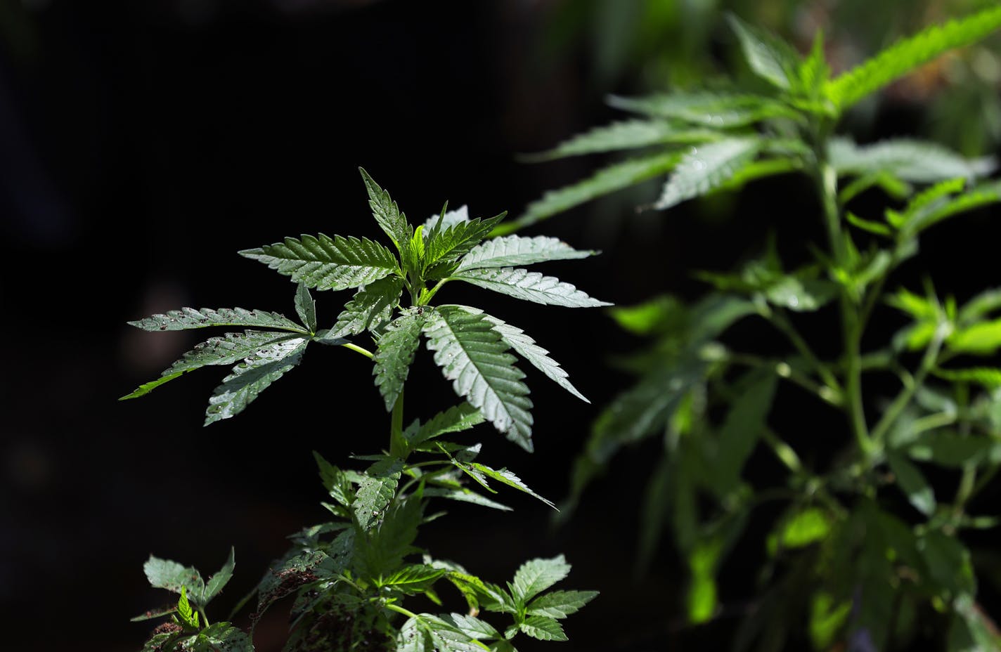 FILE - In this April 12, 2018, file photo, a marijuana plant awaits transplanting at the Hollingsworth Cannabis Company near Shelton, Wash. Five years after Washington launched its pioneering legal marijuana market, officials are proposing their most ambitious overhaul yet of the way the industry is regulated, with plans for boosting minority ownership of pot businesses, spreading out oversight among a range of state agencies, and letting the smallest cannabis producers increase the size of the