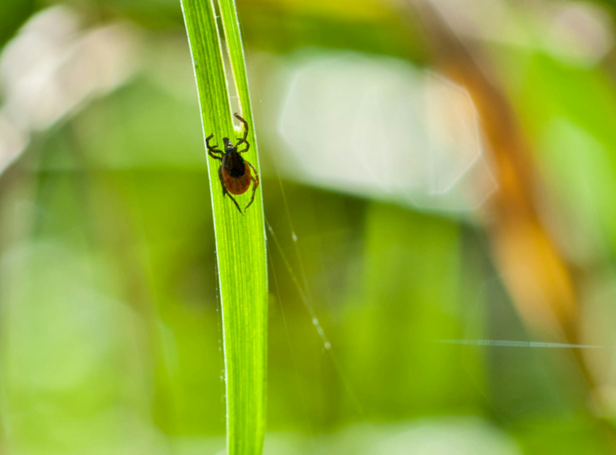 Deer ticks are tiny – about the size of a pencil tip – and brown-black in color. Wood ticks are larger and do not carry Lyme disease.