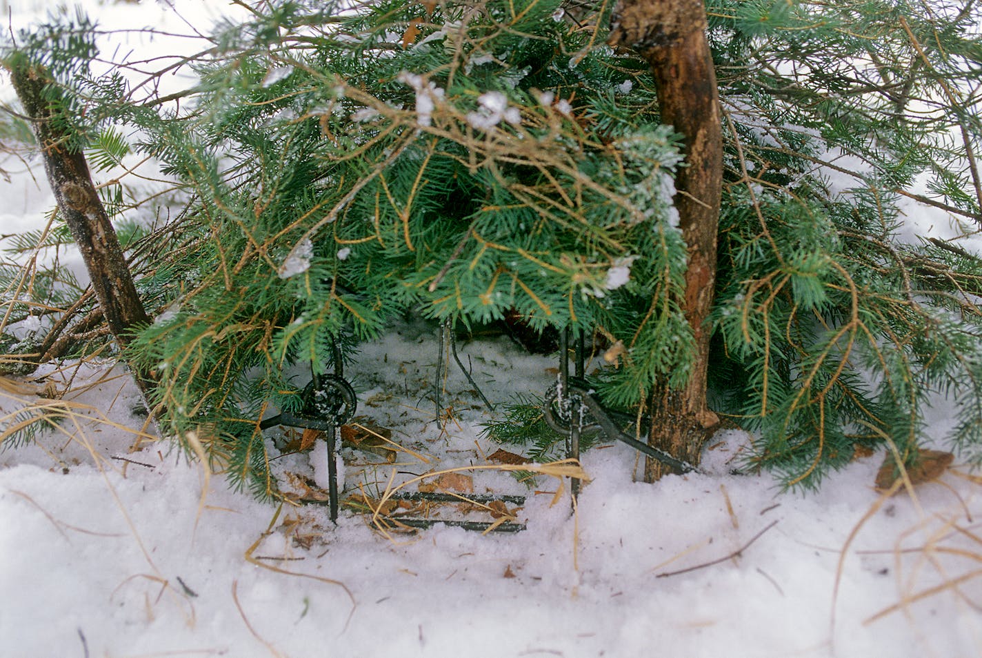 A body-gripping trap guarded the entrance to a cubby made of balsam fir boughs. Bait is placed in the cubby to lure prey into the trap. Unfortunately, hunting dogs have been lost to these lawfully placed traps.