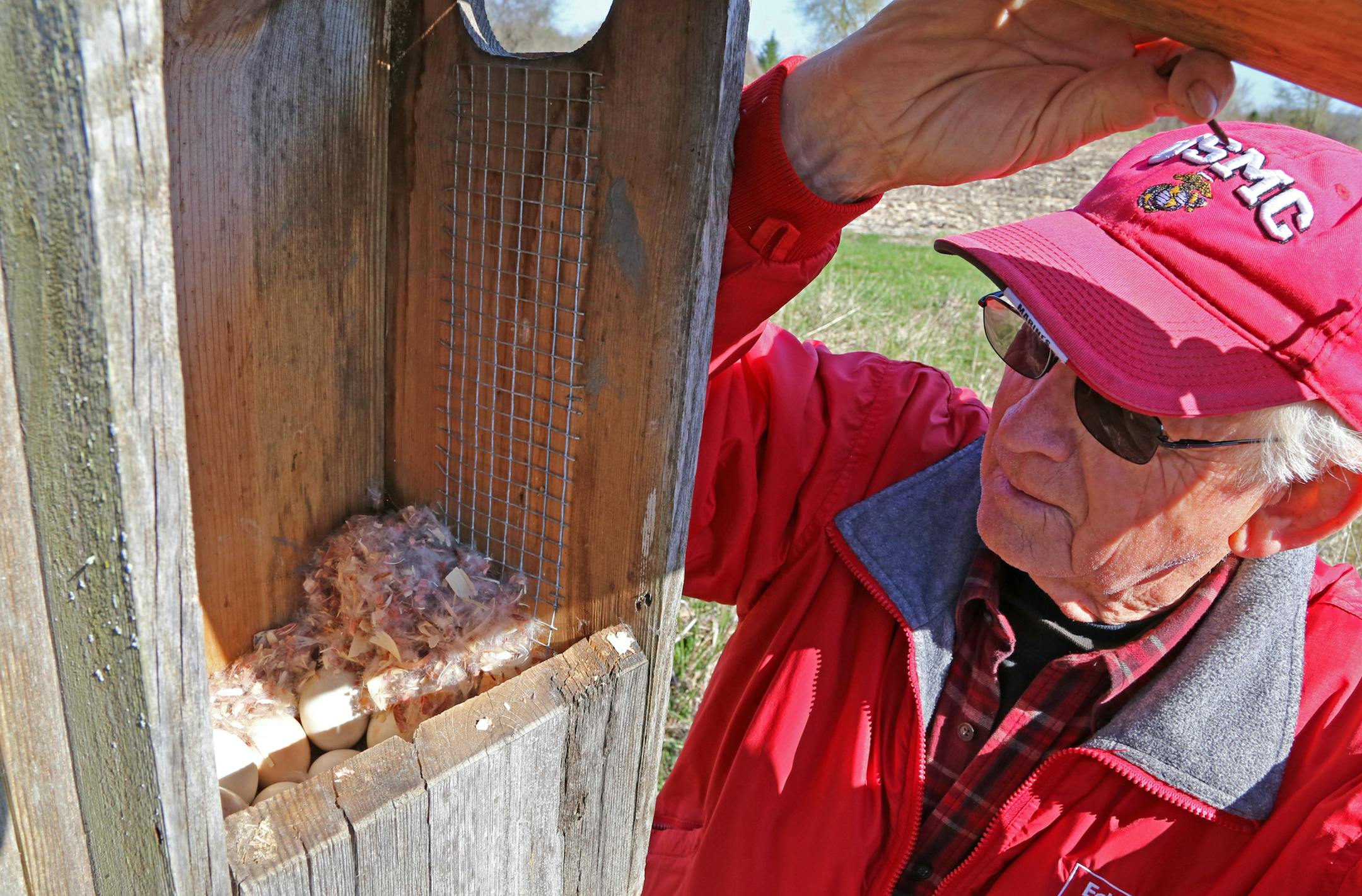 Wicklund tended to one of 110 wood duck houses he has on the property. This house, like most of the others, has a full complement of eggs waiting to hatch.