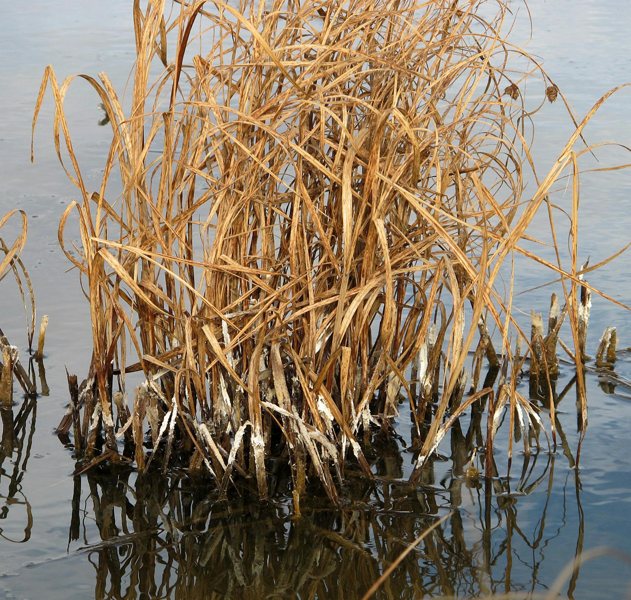 ADVANCE FOR USE TUESDAY, SEPT. 8, 2015 AND THEREAFTER - This Oct. 23, 2014 photo shows salt residue from oilfield wastewater leaks that contaminated a farm pond and killed aquatic vegetation in McKenzie County, N.D. Spilled brine from ruptured pipes, storage pits or tanks often flows into surface waterways, including streams and ponds where livestock drink. (AP Photo/John Flesher)