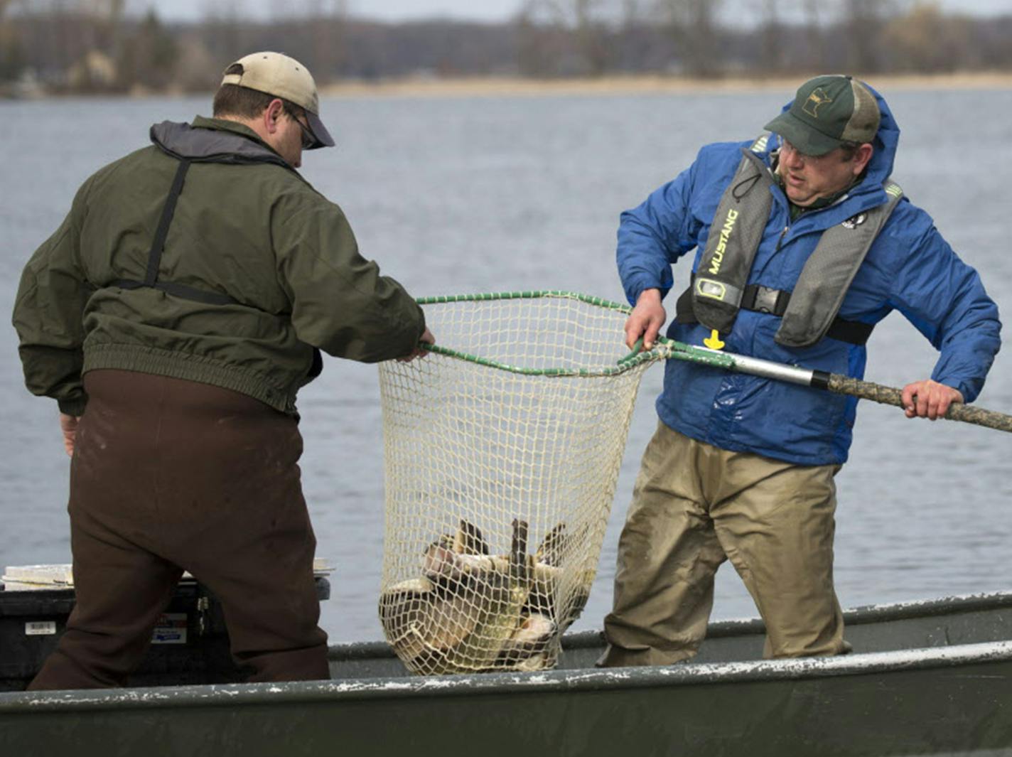 Due to inclement weather, DNR fisheries biologists and other staff were late trapping walleyes this spring to produce eggs that eventually will be stocked as fry or fingerlings. ORG XMIT: MIN1802051244002778