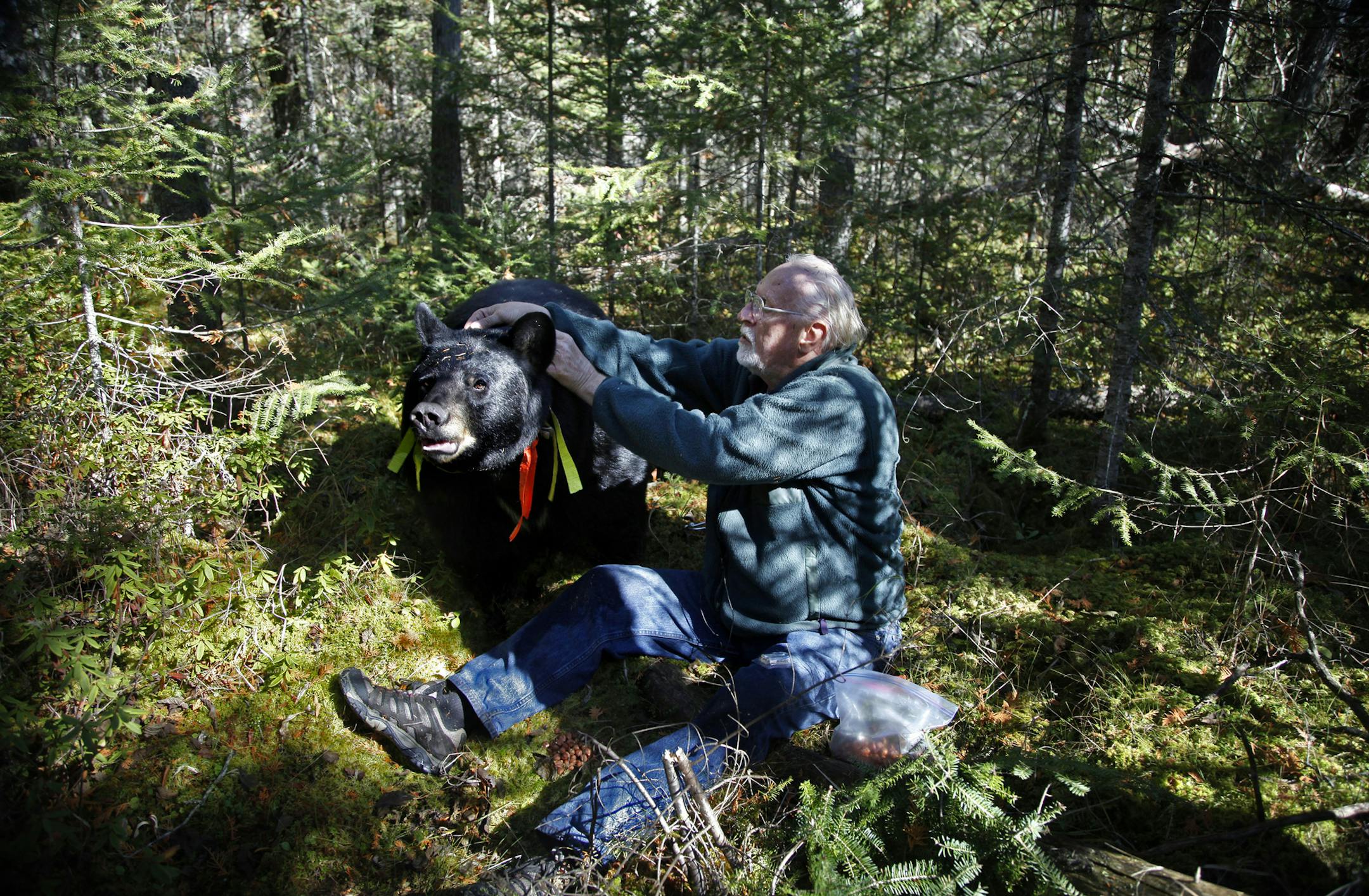 BRIAN PETERSON &#x201a;&#xc4;&#xa2; brianp@startribune.com After a long search through a dense spruce bog, Lynn Rogers, founder and Executive Director of the North American Bear Center in Ely, was able in 2010 to approach Brave Heart, one of the collared black bears in his study. Brave Heart who weighs 400 pounds, allowed Rogers to change the batteries in the bear's GPS collar and record its heart rate without the use of a tranquilizer. ORG XMIT: MIN2013062817435597