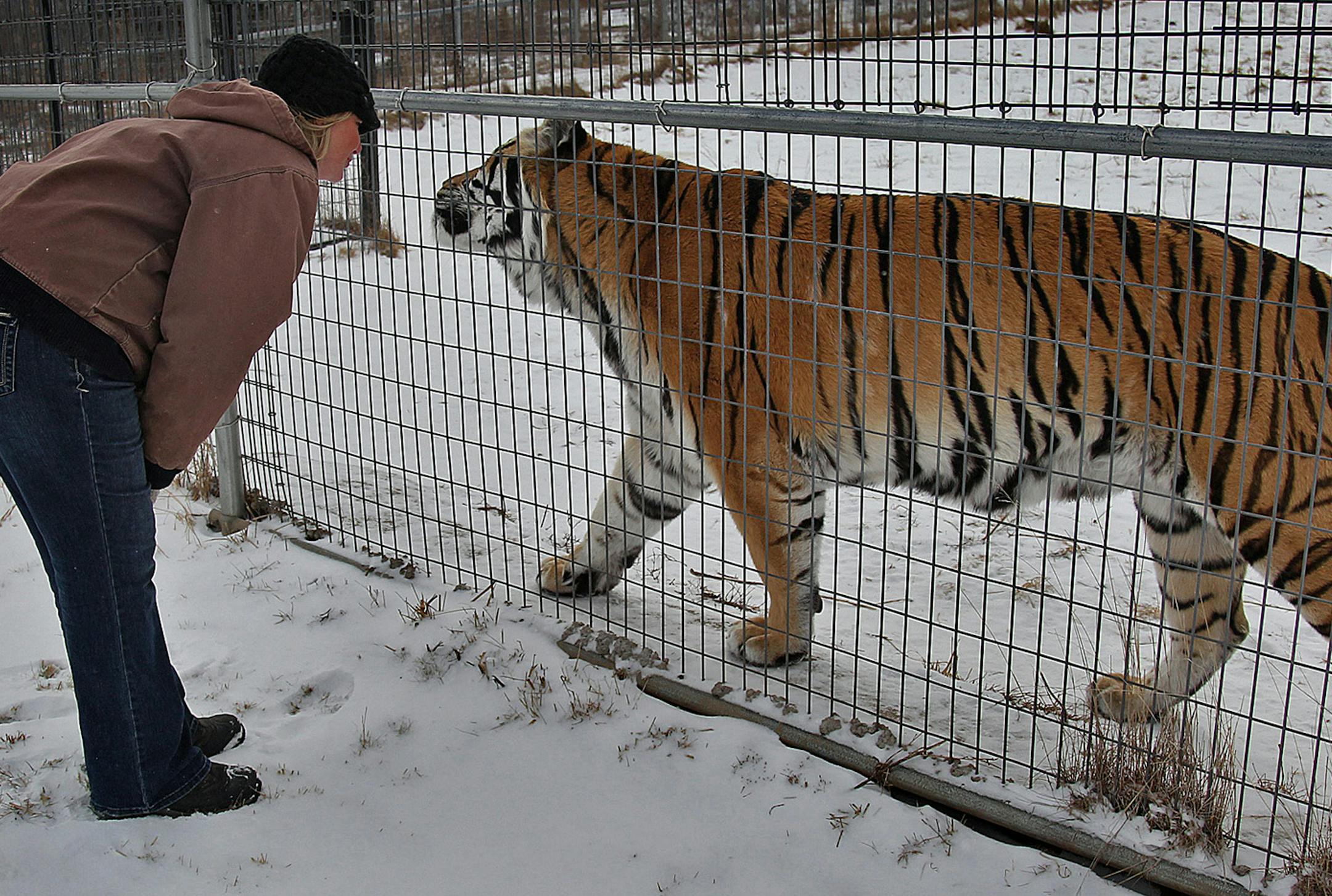 Tammy Thies, executive director of the Wildcat Sanctuary, greeted one of the tigers outside its enclosure, Wednesday, January 23, 2013 in Sandstone, MN. (ELIZABETH FLORES/STAR TRIBUNE) ELIZABETH FLORES ‚Äö√Ñ¬¢ eflores@startribune.com ORG XMIT: MIN1301241333210234 ORG XMIT: MIN1304221705250008