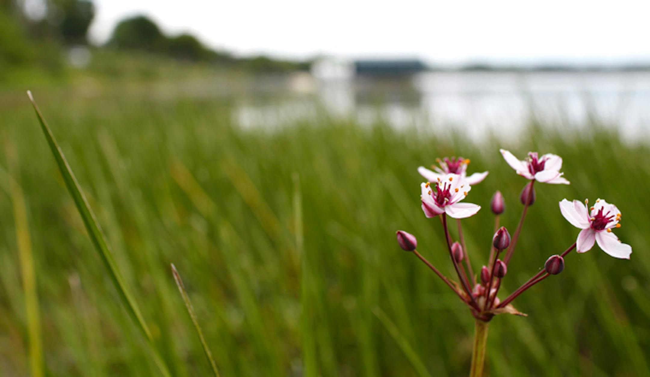 Flowering rush