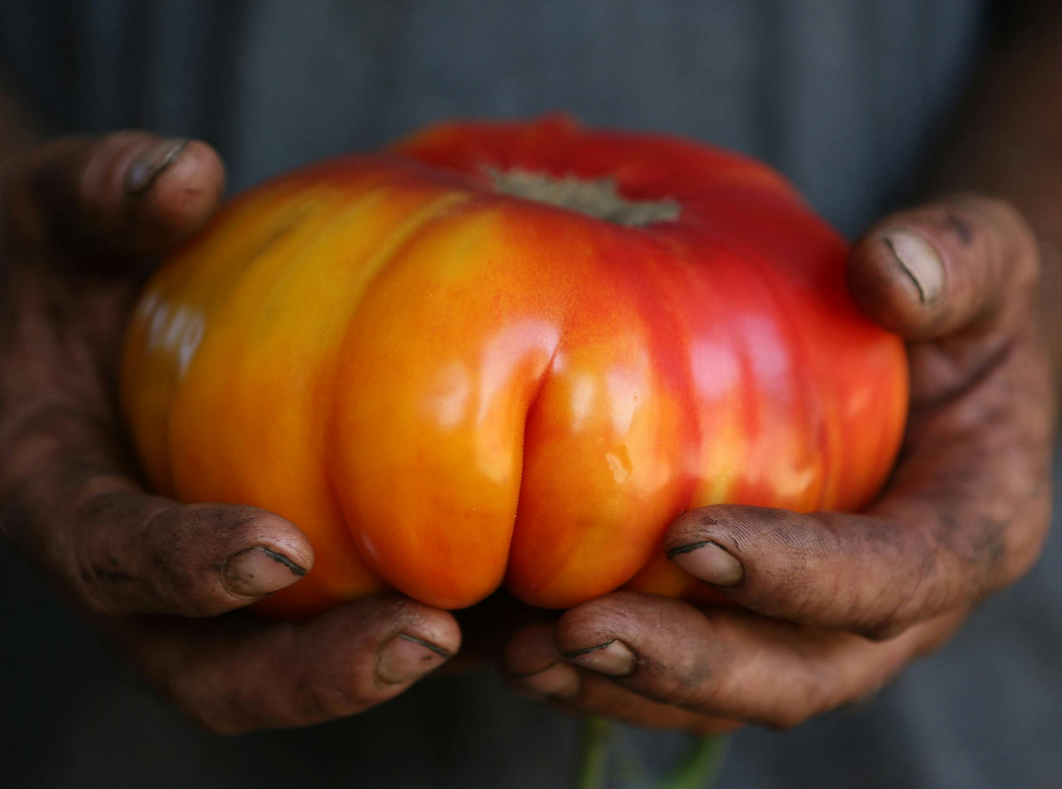 Ken Akopiantz holds an heirloom tomato for sale at his farm stand on Lopez Island, Wash. Also making a home in San Juan County is the former CEO of a California firm that developed the first commercially grown genetically engineered food to be granted a license for human consumption: a rot-resistant tomato (Ken Lambert/Seattle Times/TNS)