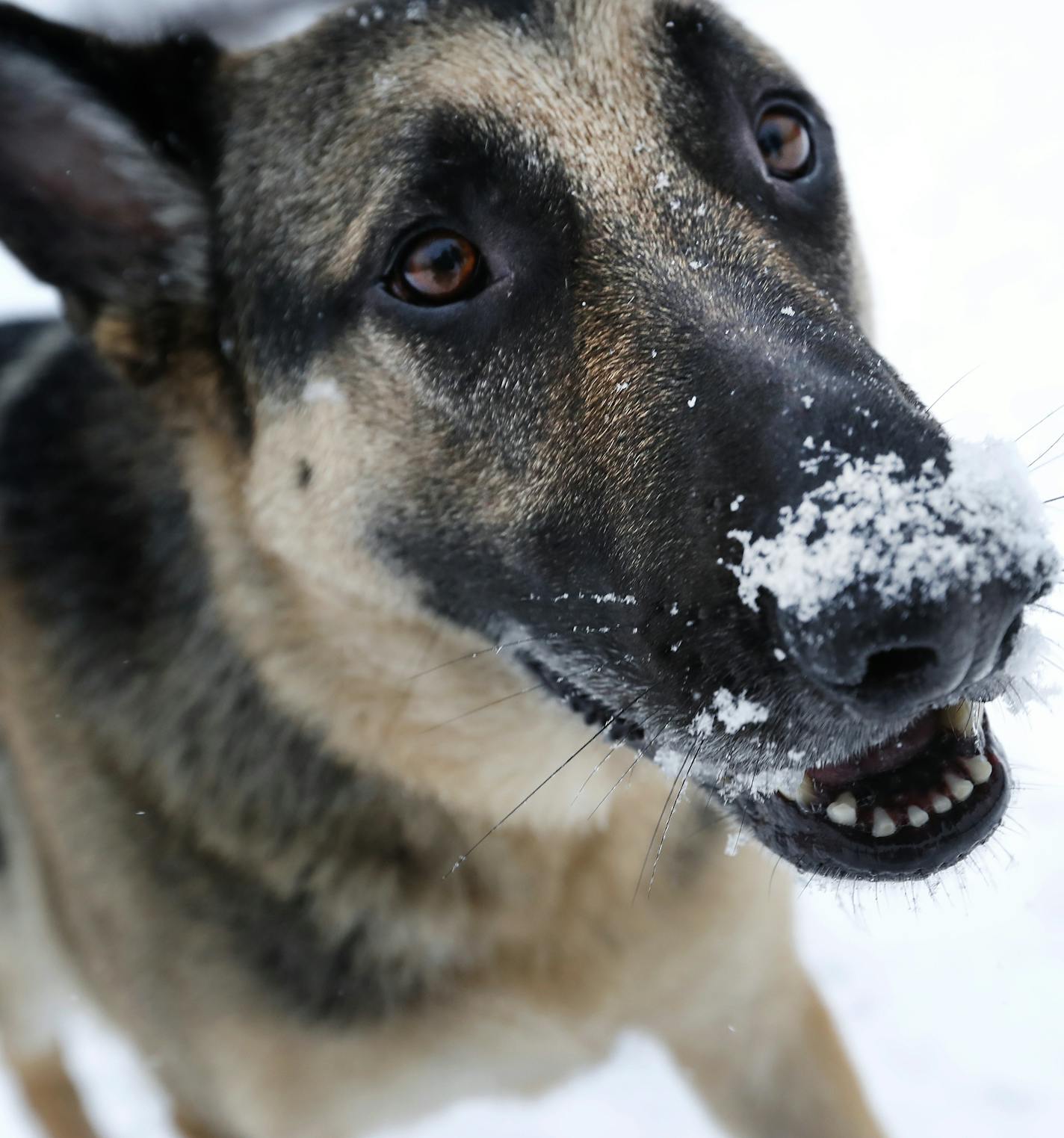 Louie a German Shepherd played in the snow with owner Mac Milan of St. Louis Park at the Bryant Lake Dog Park in Eden Prairie. ] CARLOS GONZALEZ cgonzalez@startribune.com - January 9, 2017, Bloomington, MN, Hyland Nordic Ski Area in Bloomington, Mounds Park Academy senior Erin Quam had open heart surgery in the fall but she has returning to Nordic skiing.