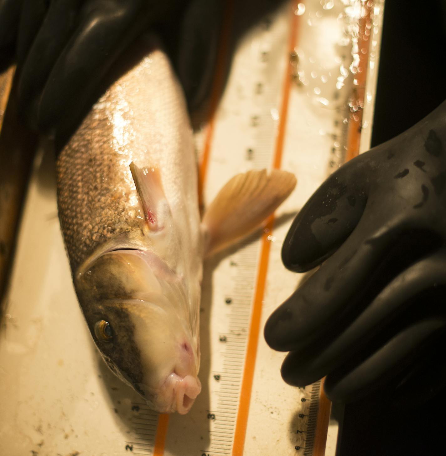 A stunned white suckerfish was held down against a measuring table after having its pectoral fin ray clipped on Tuesday night as part of a study. ] (Aaron Lavinsky | StarTribune) aaron.lavinsky@startribune.com By the middle of this century, two-thirds of Minnesota's lakes will be too warm for coldwater tulibee, the rich fatty fish that walleye and other game fish need to eat. The same is true for lake trout, burbot and other cold-water fish, creating a cascade of unpredictable shifts in the unde