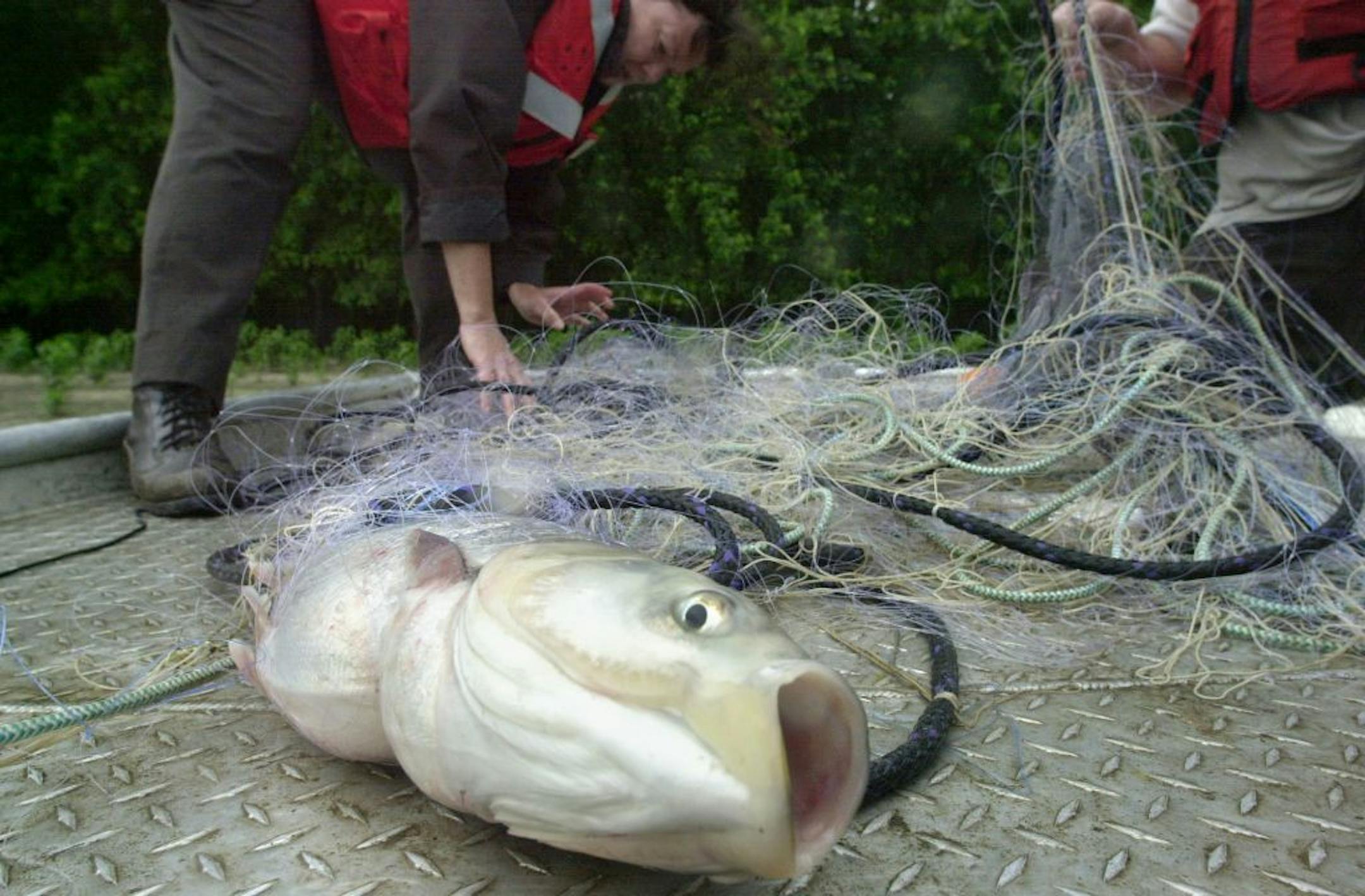 An Asian silver carp