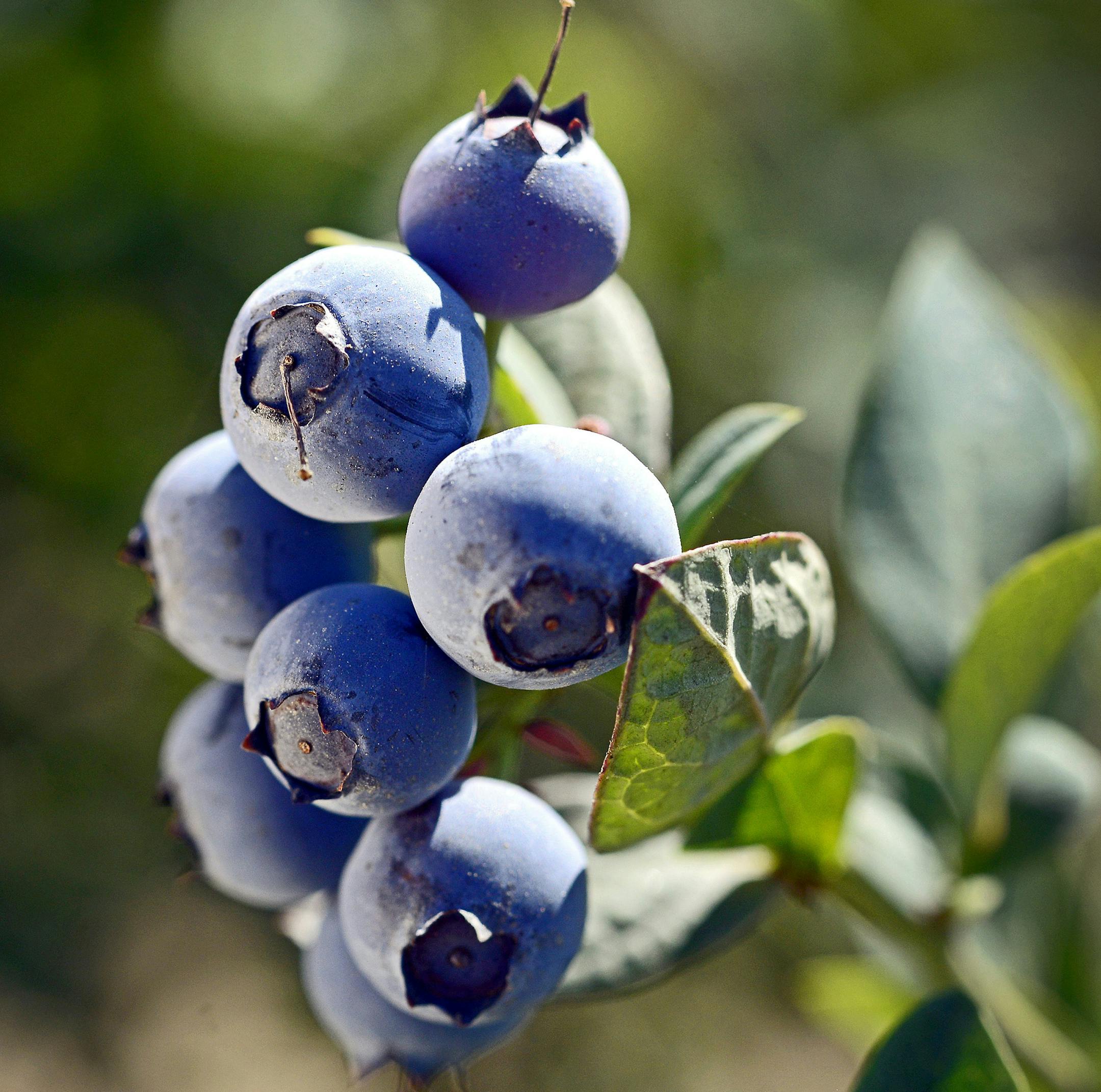 Blueberries are among the least allergenic shrubs to plant in your yard, with an OPALS rating of 2, according to Thomas Ogren, a horticulturist and author of "The Allergy-Fighting Garden." (Craig Kohlruss/Fresno Bee/TNS) ORG XMIT: 1167498