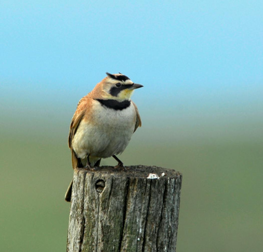 A horned lark, a sure sign that spring is on the way.