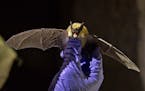 FILE -- A western small-footed bat collected by researchers in a cave near Ely, Nev., Nov. 5, 2018. Bats are the main cause of human rabies in the Uni