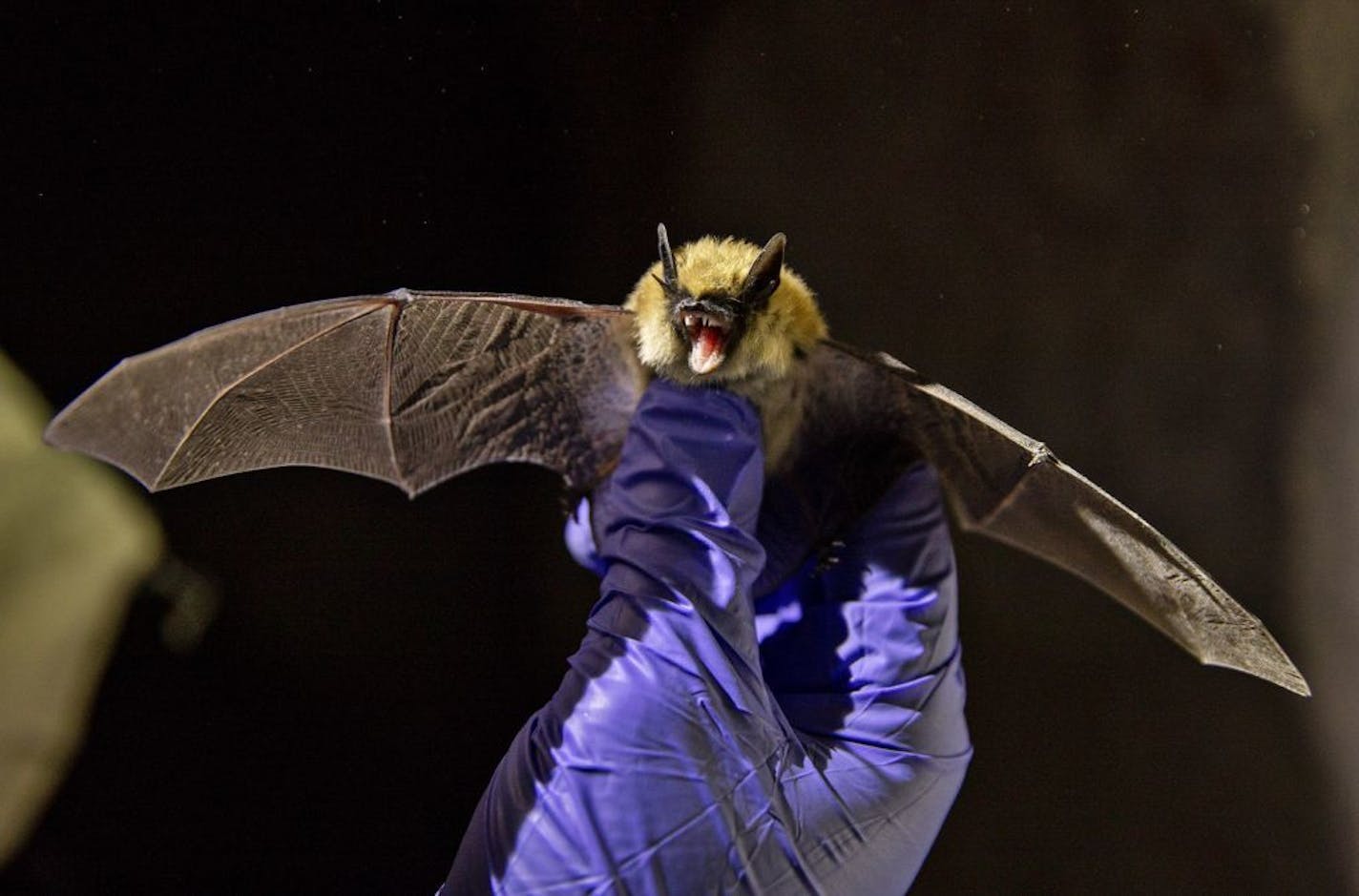 FILE -- A western small-footed bat collected by researchers in a cave near Ely, Nev., Nov. 5, 2018. Bats are the main cause of human rabies in the United States and have been for several years, responsible for infecting seven of every 10 people who develop the disease, the Centers for Disease Control and Prevention reported on June 12, 2019.