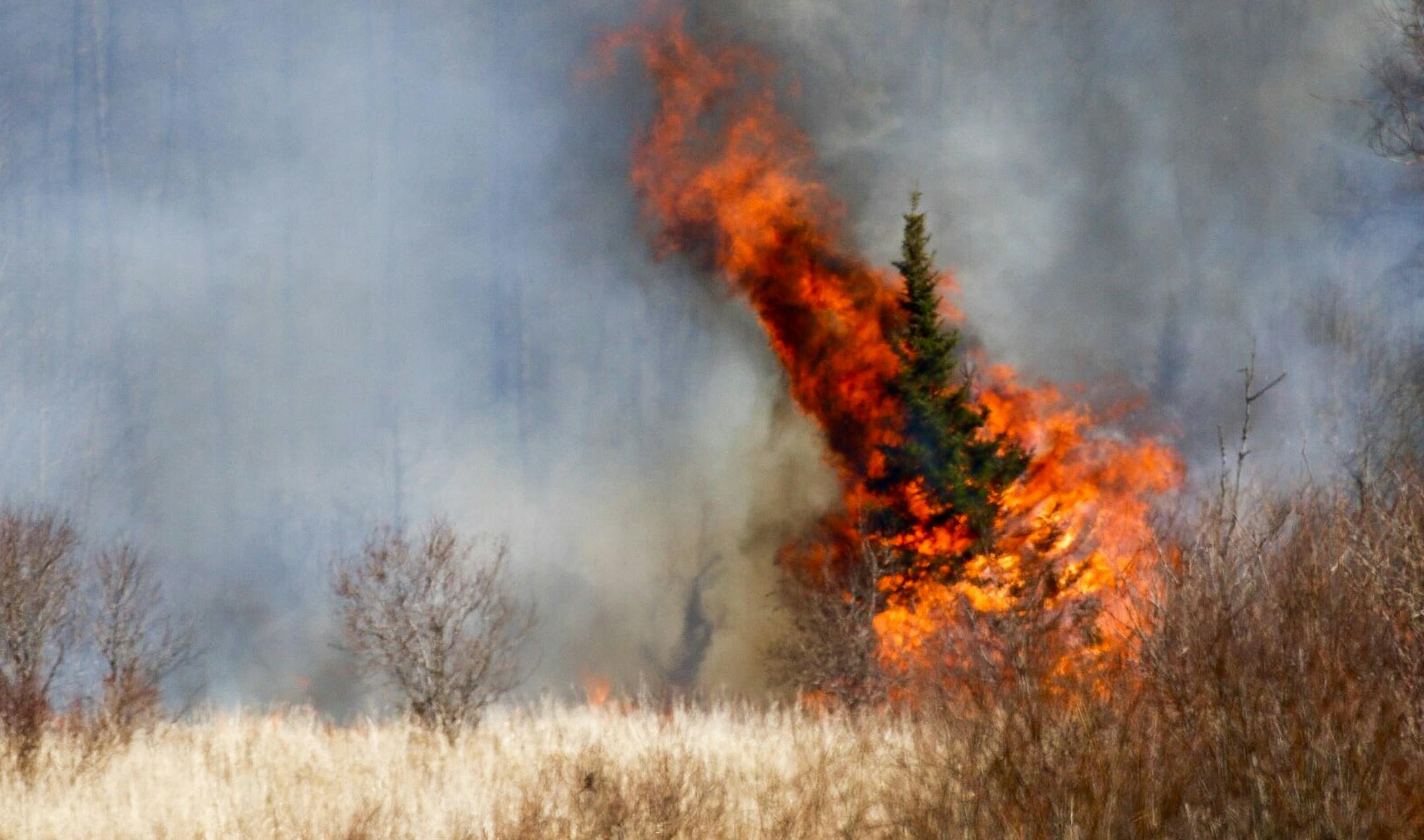 BRIAN PETERSON ï brianp@startribune.com St. Paul, MN - 4/3/2015