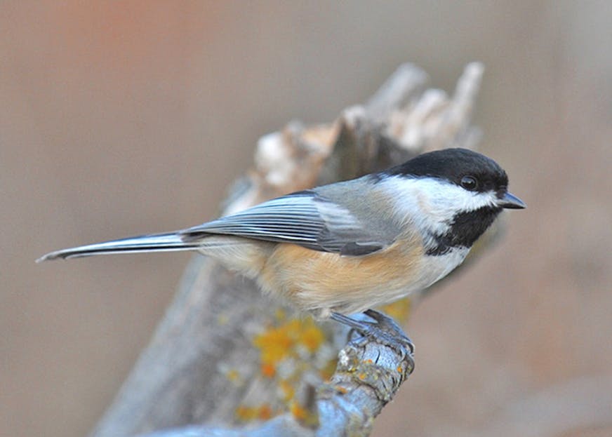 A black-capped chickadee sits on a small tree stump.