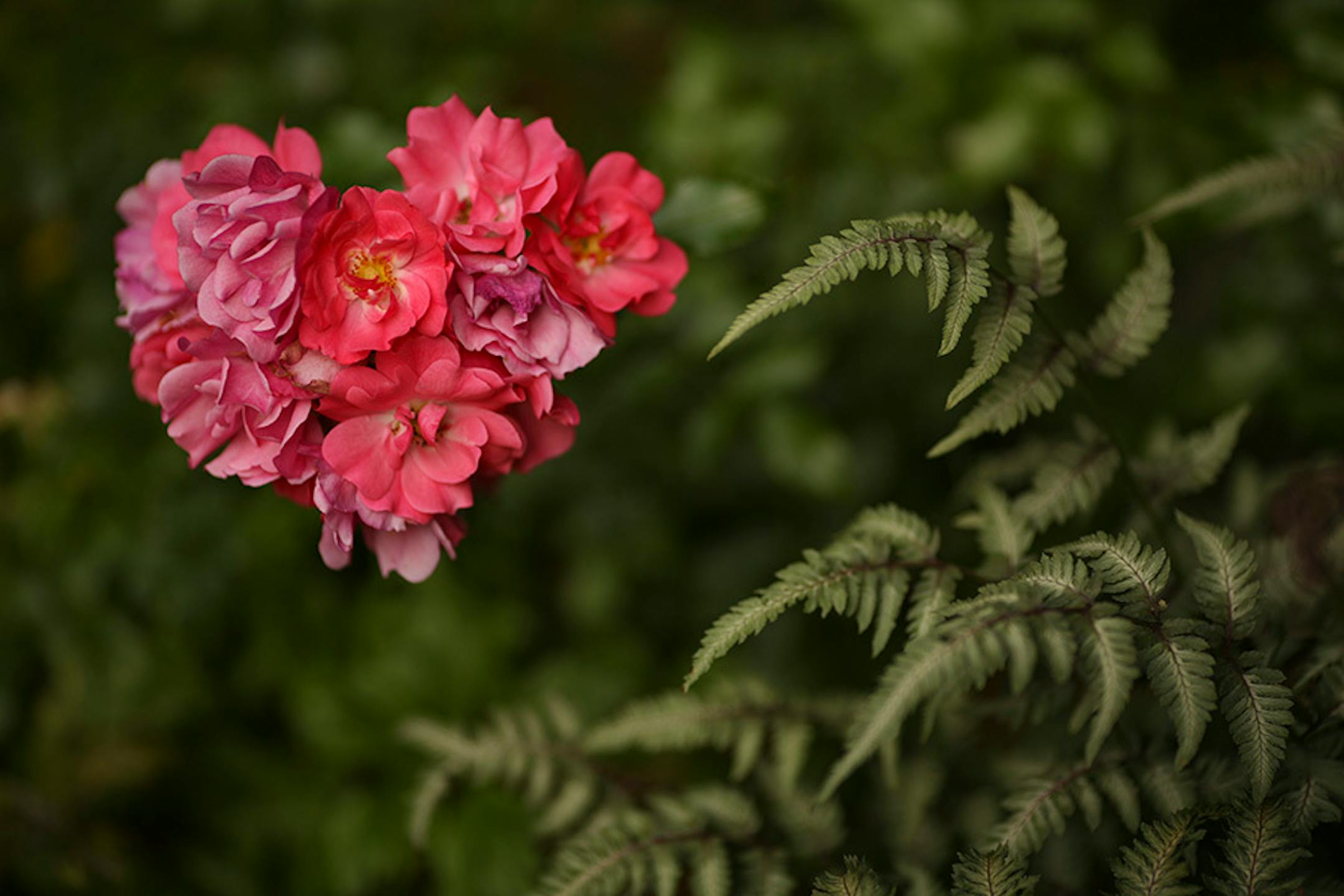 A Japanese Painted Fern and a pink shrub rose in the Groths' backyard garden.