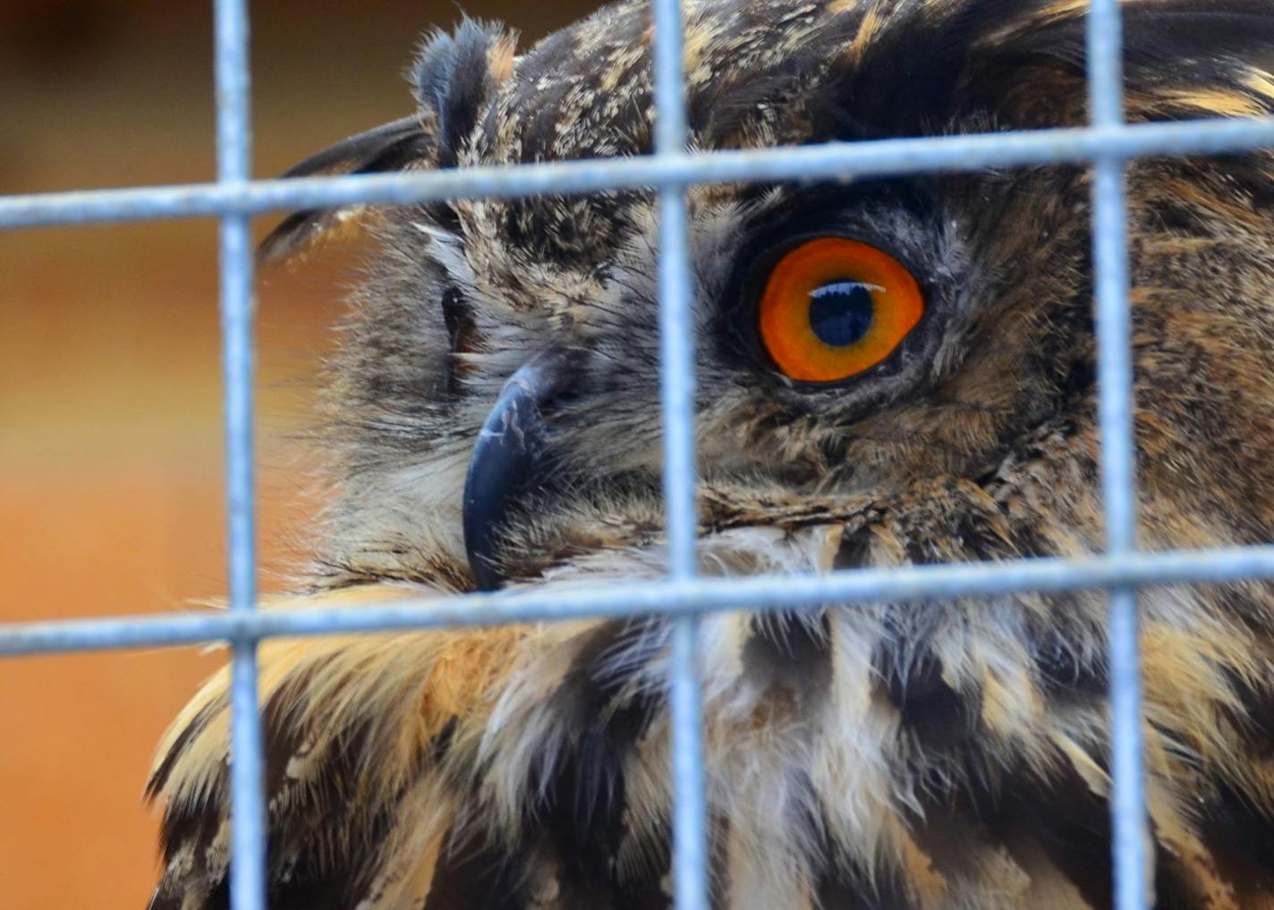 Photo 10: Owls are among the birds of prey at Ireland&#x201a;&#xc4;&#xf4;s School of Falconry on the grounds of Ashford Castle. ] Martin Fahy.