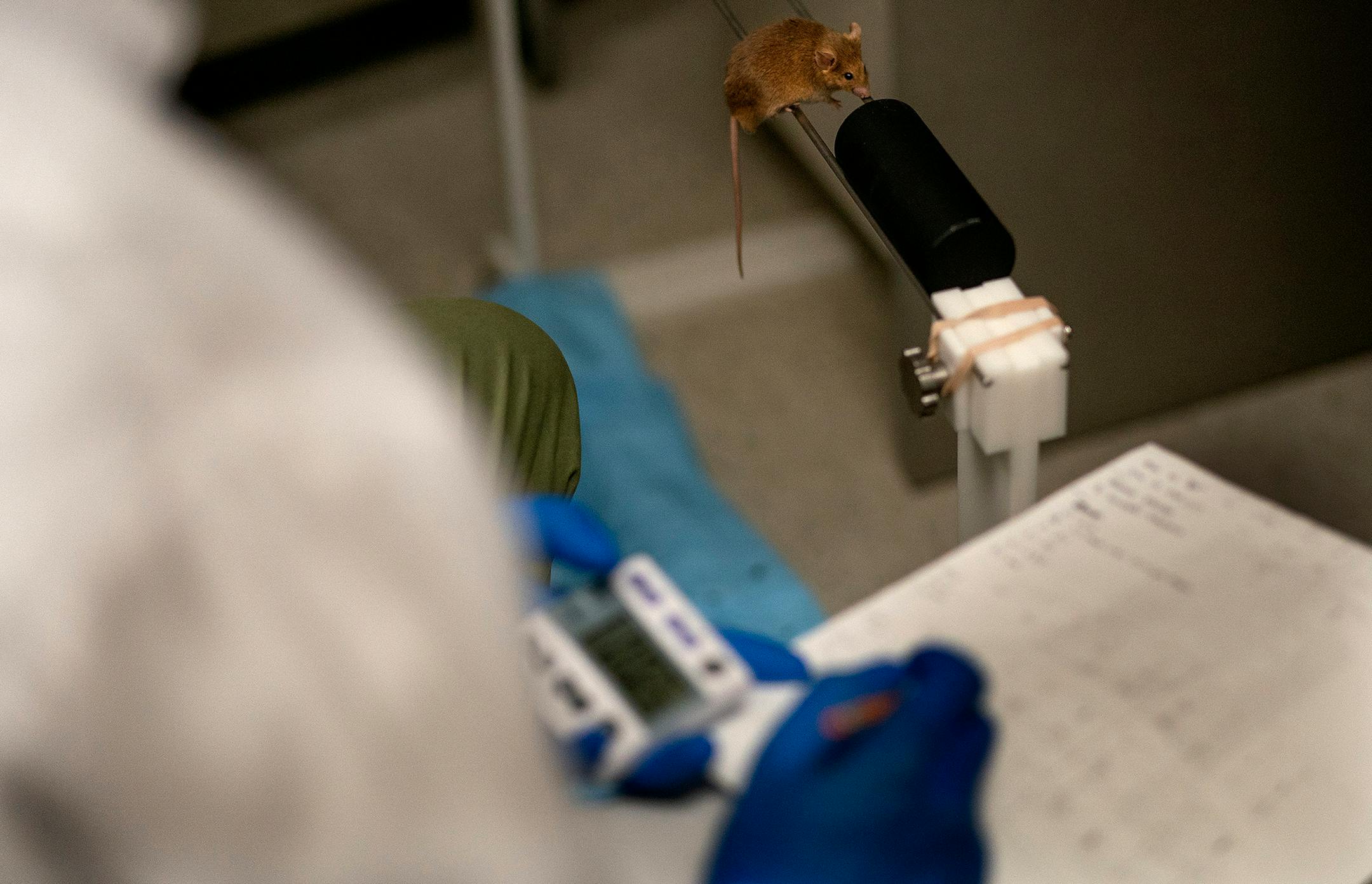A mouse undergoes testing at the Mayo Clinic.