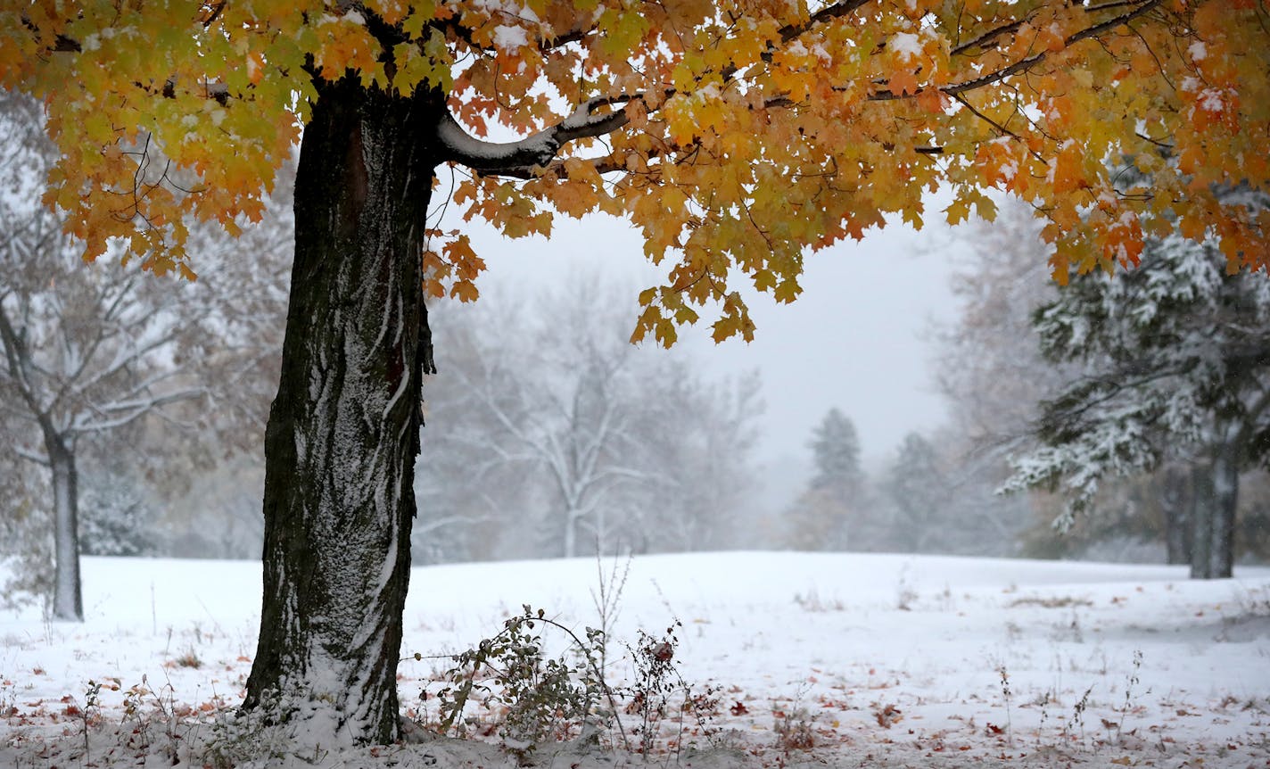 A maple tree, still ablaze in fall colors, was coated in fresh snow in Theodore Wirth Regional Park in Minneapolis on Oct. 23, 2020.