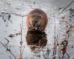 The population of muskrats may be in decline in part because of the loss and erosion of wetland habitats they need to survive.