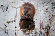 The population of muskrats may be in decline in part because of the loss and erosion of wetland habitats they need to survive.