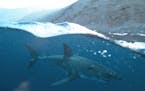 Female great white shark at Guadalupe Island, Mexico, Credit: Courtesy of Andy Brandy Casagrande/NHNZ