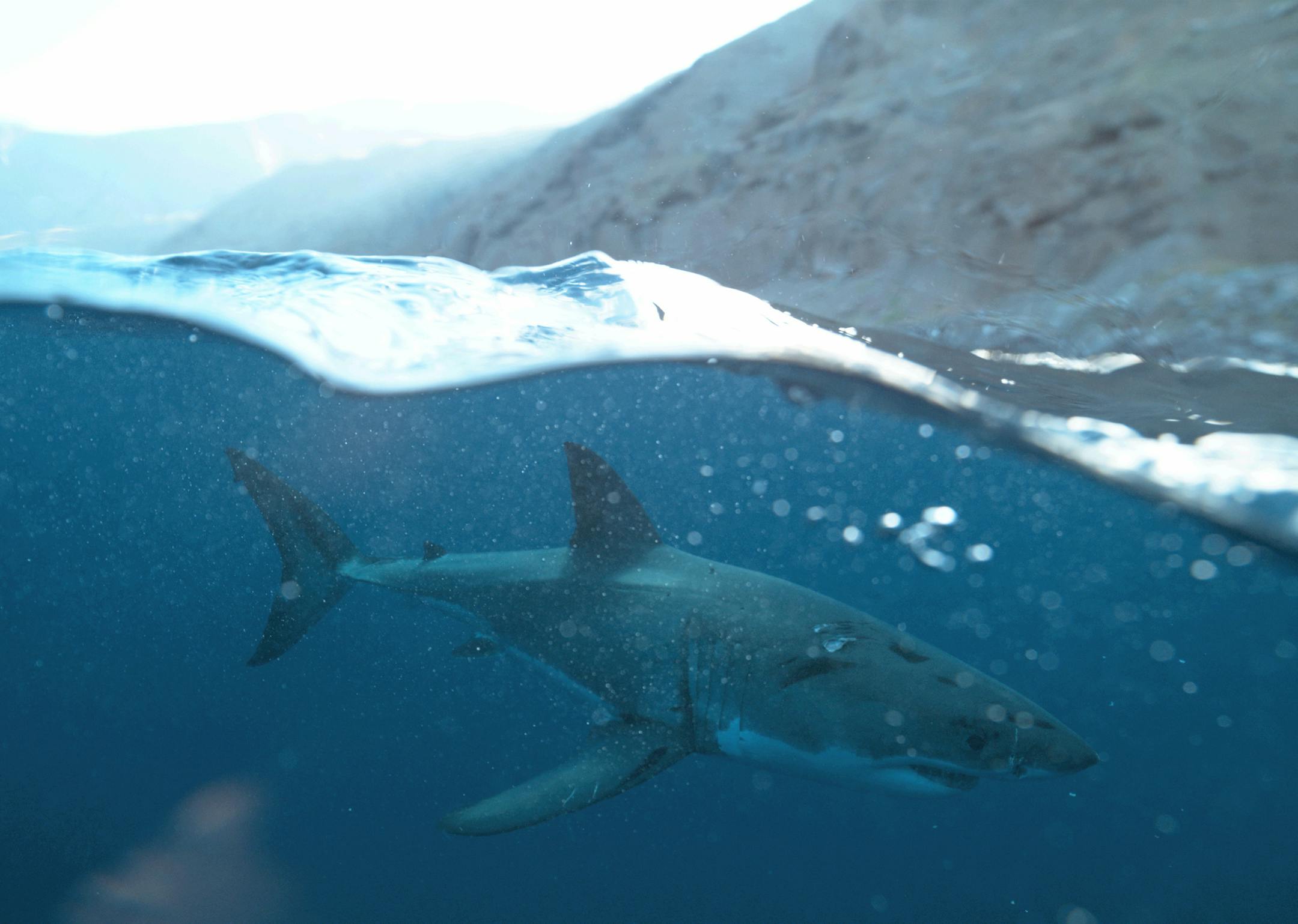 Female great white shark at Guadalupe Island, Mexico, Credit: Courtesy of Andy Brandy Casagrande/NHNZ