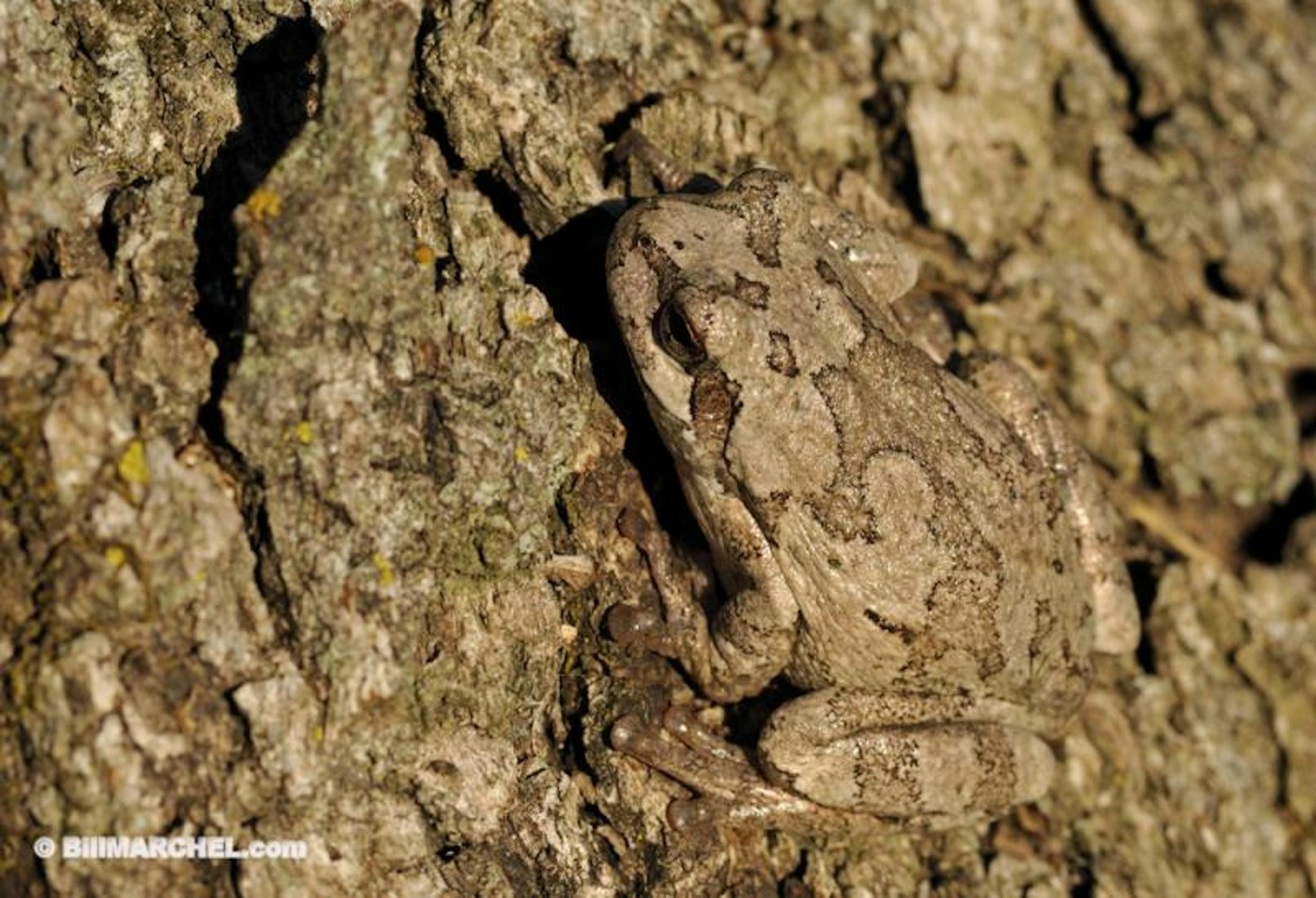 A well-camouflaged gray tree frog.