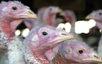 FILE - In this Nov. 2, 2005 file photo, turkeys are pictured at a turkey farm near Sauk Centre , Minn. A dangerous strain of avian influenza has turne