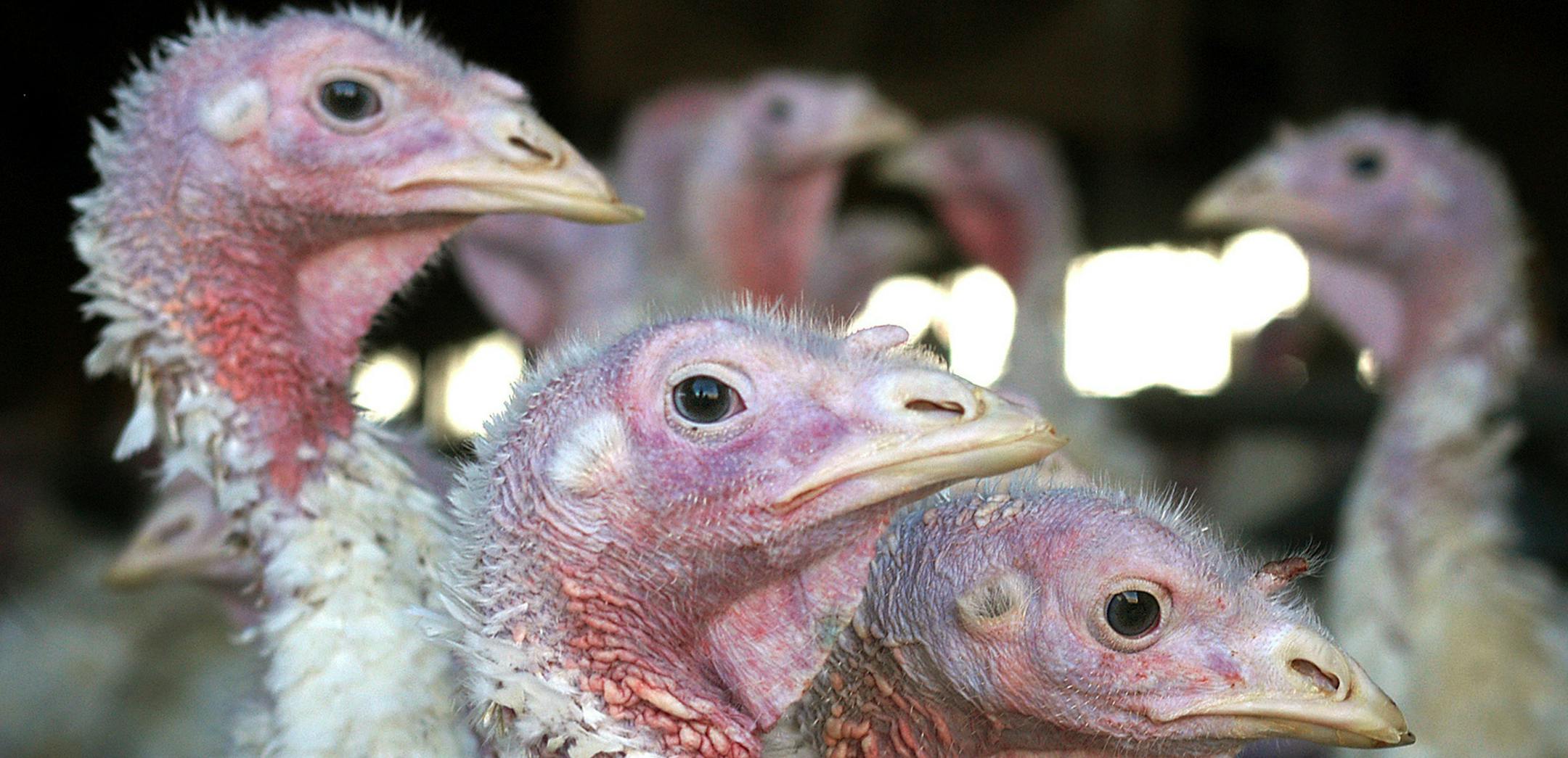 FILE - In this Nov. 2, 2005 file photo, turkeys are pictured at a turkey farm near Sauk Centre , Minn. A dangerous strain of avian influenza has turned up at farms in Minnesota, Arkansas, Missouri and Kansas and several western states. Authorities are trying to determine how the commercial poultry flocks became infected. (AP Photo/Janet Hostetter,File) ORG XMIT: MIN2015050112561137