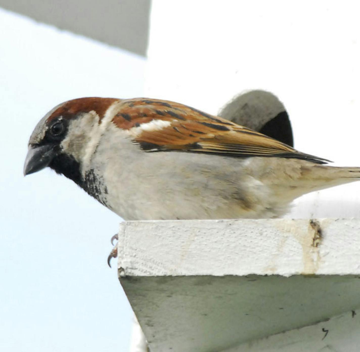 House sparrow at martin house Photo by Jim Williams, special to the Star Tribune