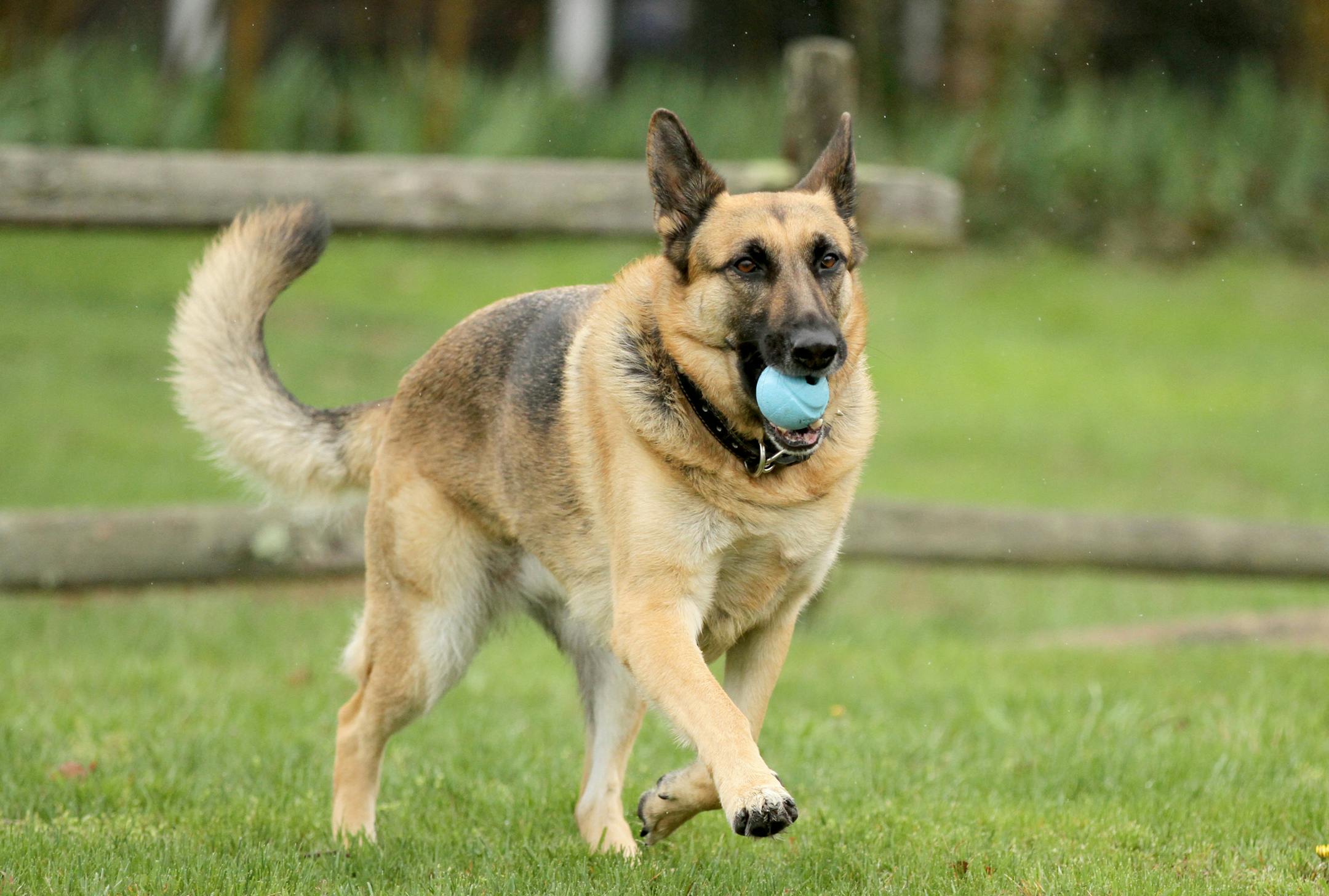 In this April 15, 2014 photo, Barrett Griner IV plays fetch with his five-year-old German shepherd, IV, in Bridgeton, N.J. Cumberland County summoned IV to jury duty. Her owner said he figured out the mistake as soon as the summons arrived at his Bridgeton home, according to KYW-TV in Philadelphia. (AP Photo/South Jersey Times, Cindy Hepner) PHILLY METRO OUT NEWS