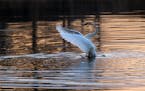 A trumpeter swan stretched on a pond north of Elk River.