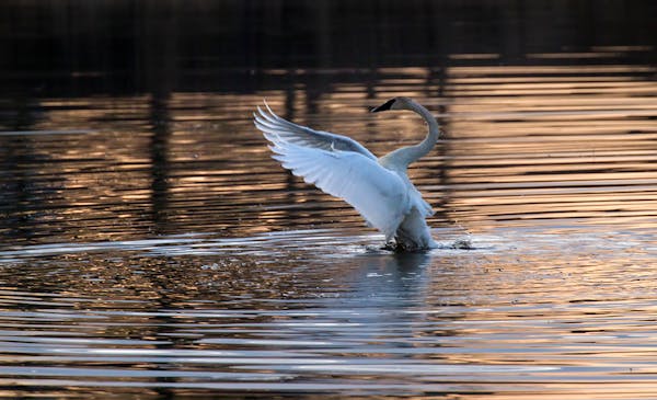 A trumpeter swan stretched on a pond north of Elk River.