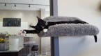 Kitties with a side of coffee: Minneapolis' first cat cafe opens Friday