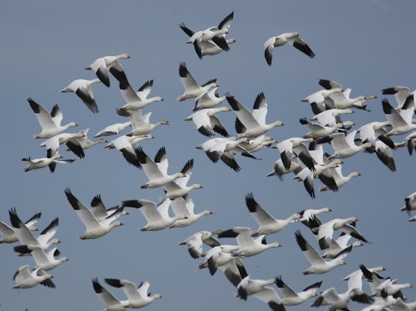 Snow geese and Ross's geese.