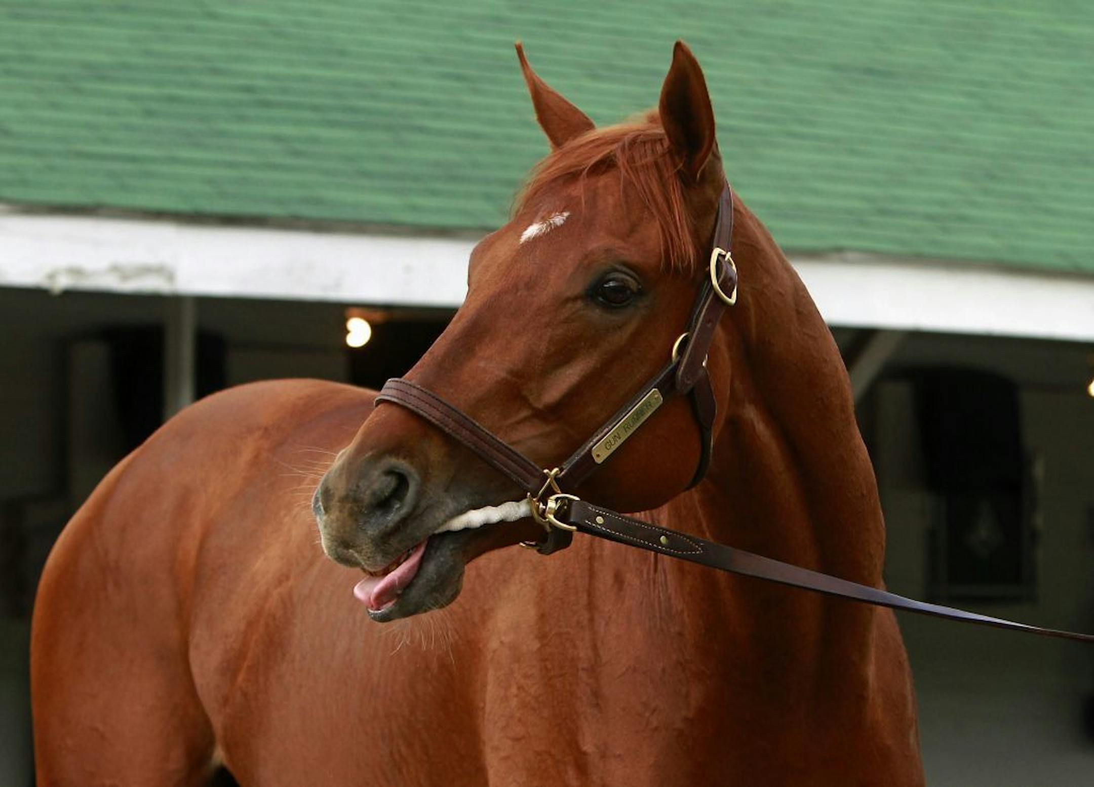 Gun Runner is expected to be a 3-5 favorite in Saturday's Pegasus World Cup.