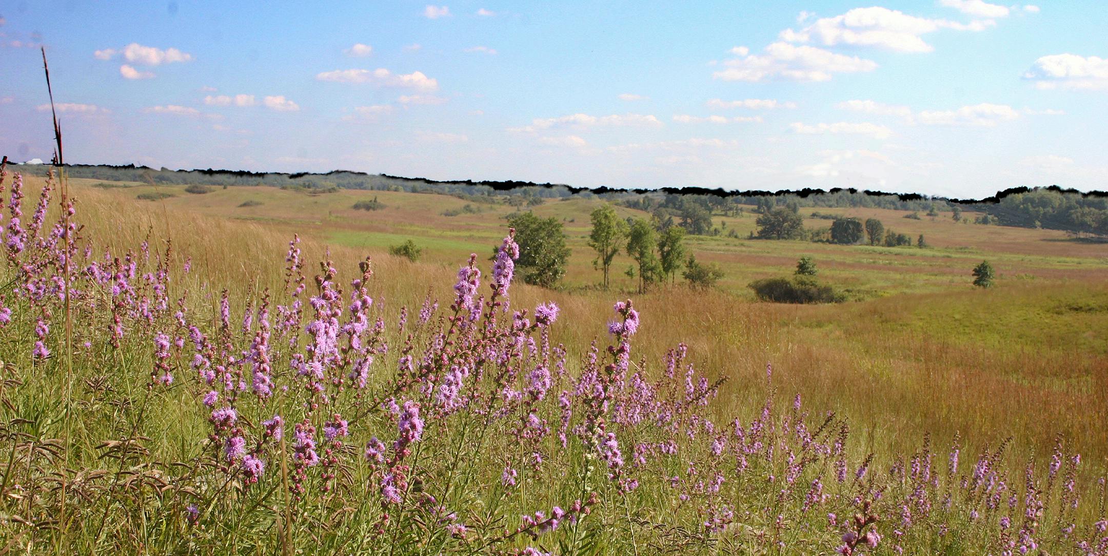 Native prairie, Jens Jensen exhibit at Goldstein