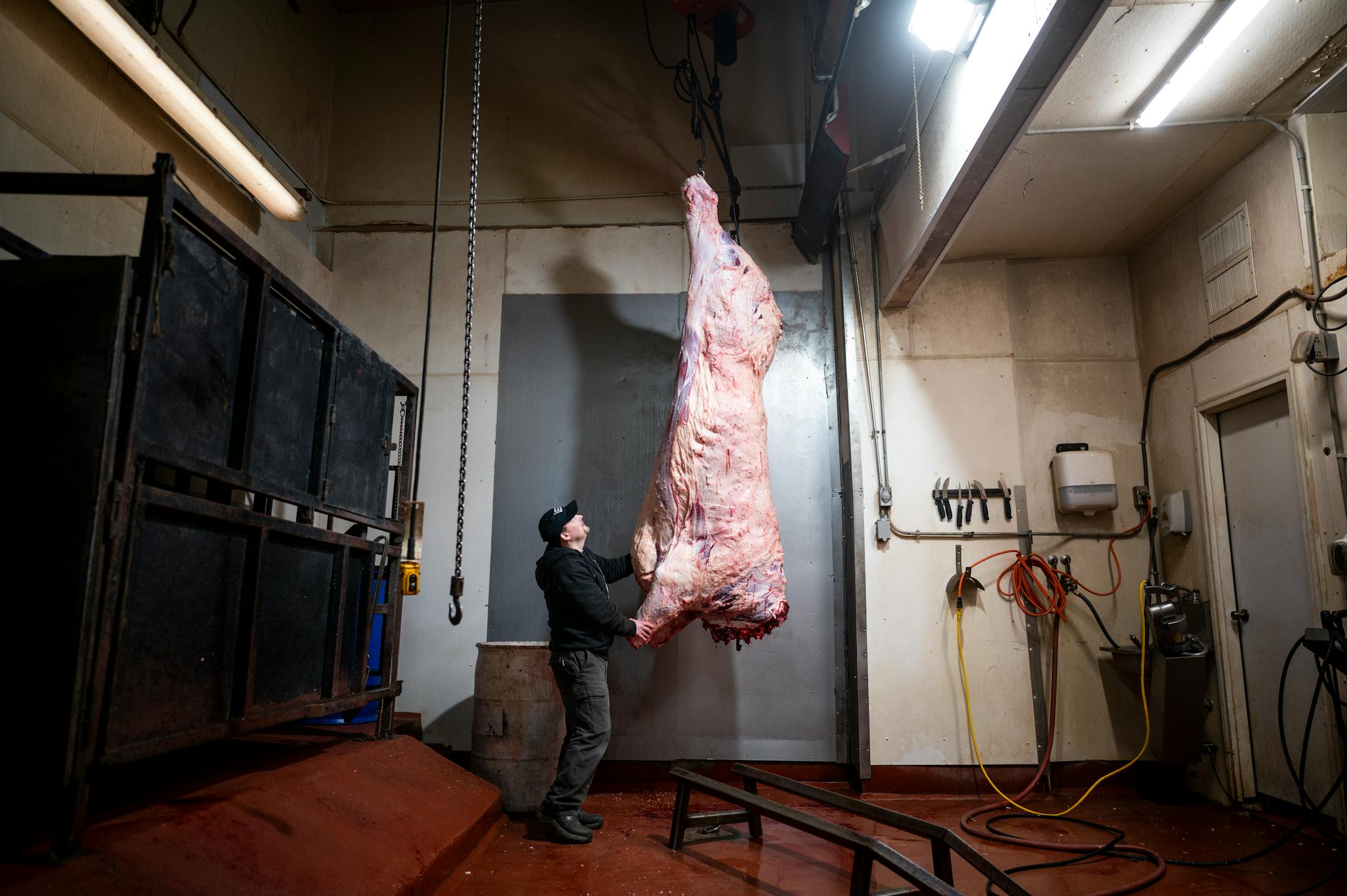 Lonsdale Country Market's second-generation owner Michael Wallin handles a just-slaughtered Hereford steer in the back of his shop.