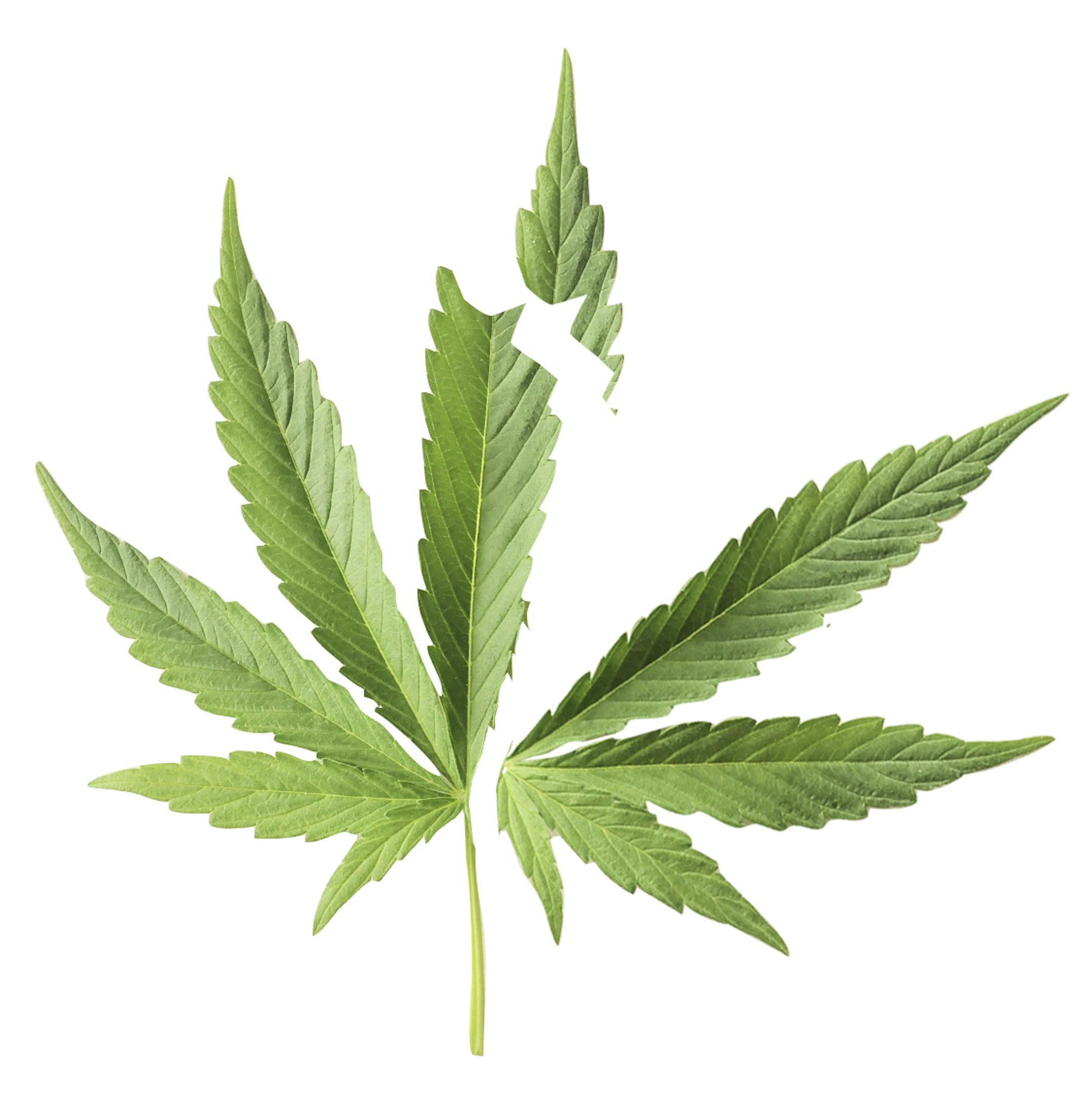 Green Fresh Marijuana Leaf with Seven Tips