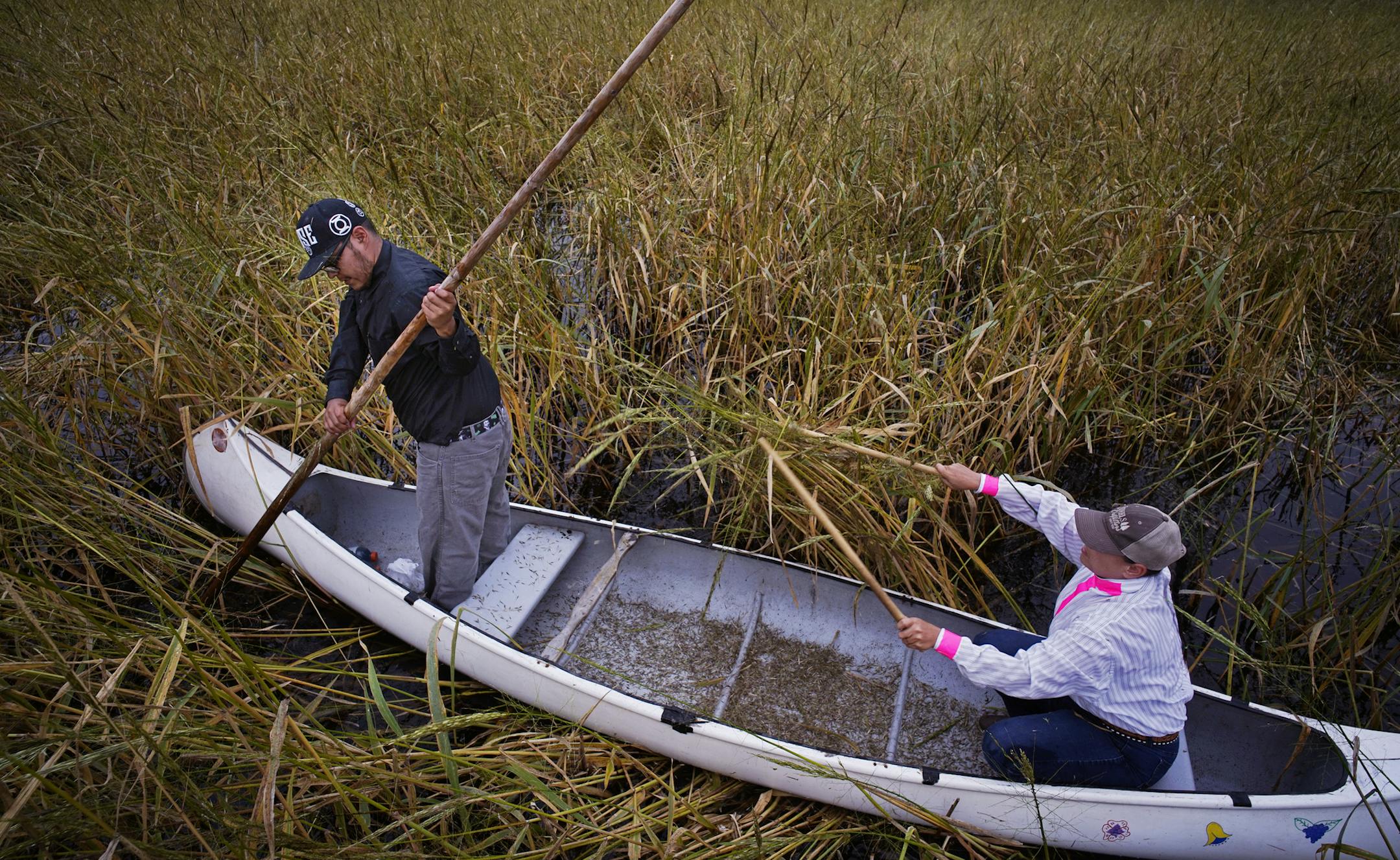 Harvey Goodsky Jr. and his wife Morningstar harvest during a perfectly calm day on Rice Lake.] he Rice Lake National Wildlife Refuge in Aitkin County, in north central Minnesota is home to pristine a 4500 acre body of water that provides the wild rice harvest that the Ojibwe have depended on for countless generations. The harvest is done in the fall when the rice can be easily knocked off the plant using a couple sticks called knockers.Richard Tsong-Taatarii/Richard.tsong-taatarii@startribune.co