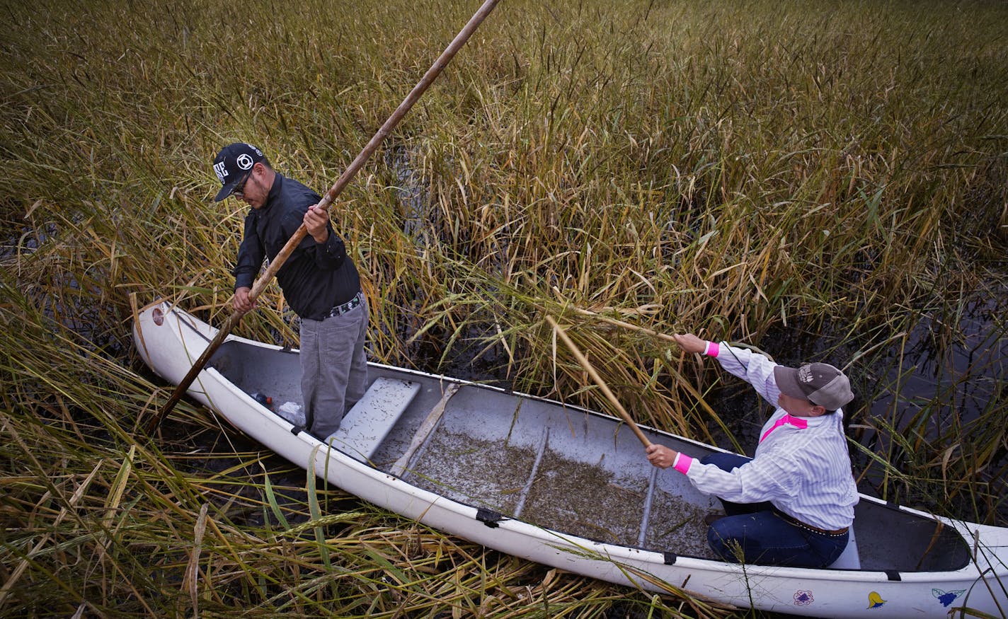 Harvey Goodsky Jr. and his wife Morningstar harvest during a perfectly calm day on Rice Lake.] he Rice Lake National Wildlife Refuge in Aitkin County, in north central Minnesota is home to pristine a 4500 acre body of water that provides the wild rice harvest that the Ojibwe have depended on for countless generations. The harvest is done in the fall when the rice can be easily knocked off the plant using a couple sticks called knockers.Richard Tsong-Taatarii/Richard.tsong-taatarii@startribune.co