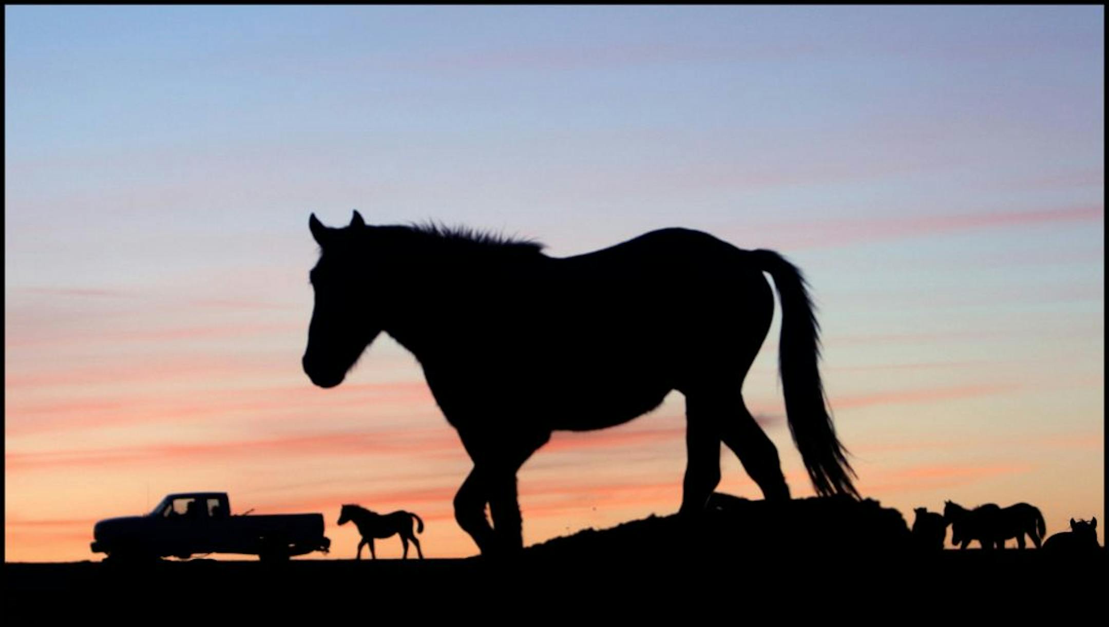 The International Society for the protection of mustangs and burros rescues horses at risk for slaughter. Photo taken in Lantry, South Dakota.