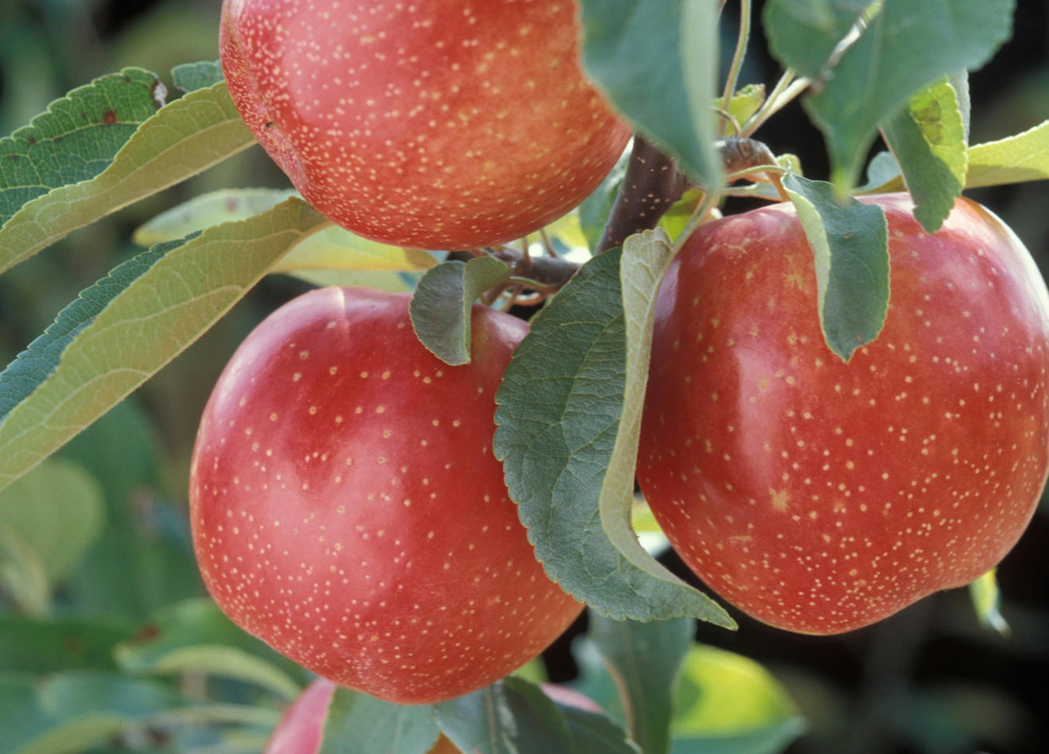 Sweet tango apple was developed by University of Minnesota and typically ripens the first week of October in Minnesota.