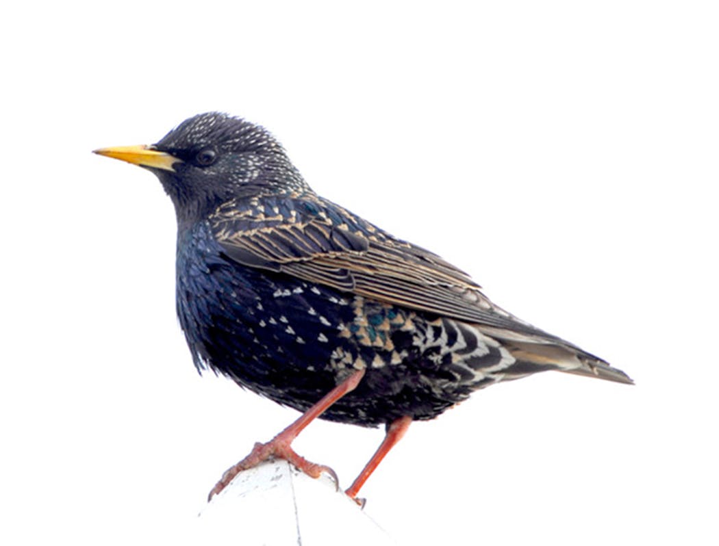 European starling, a non-native bird.