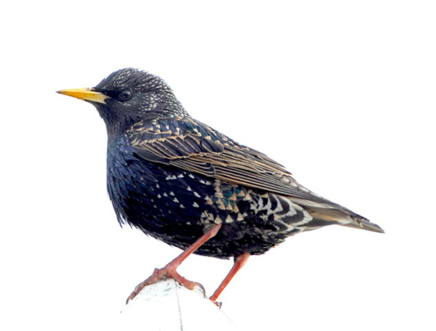 European starling, a non-native bird.Jim Williams photo