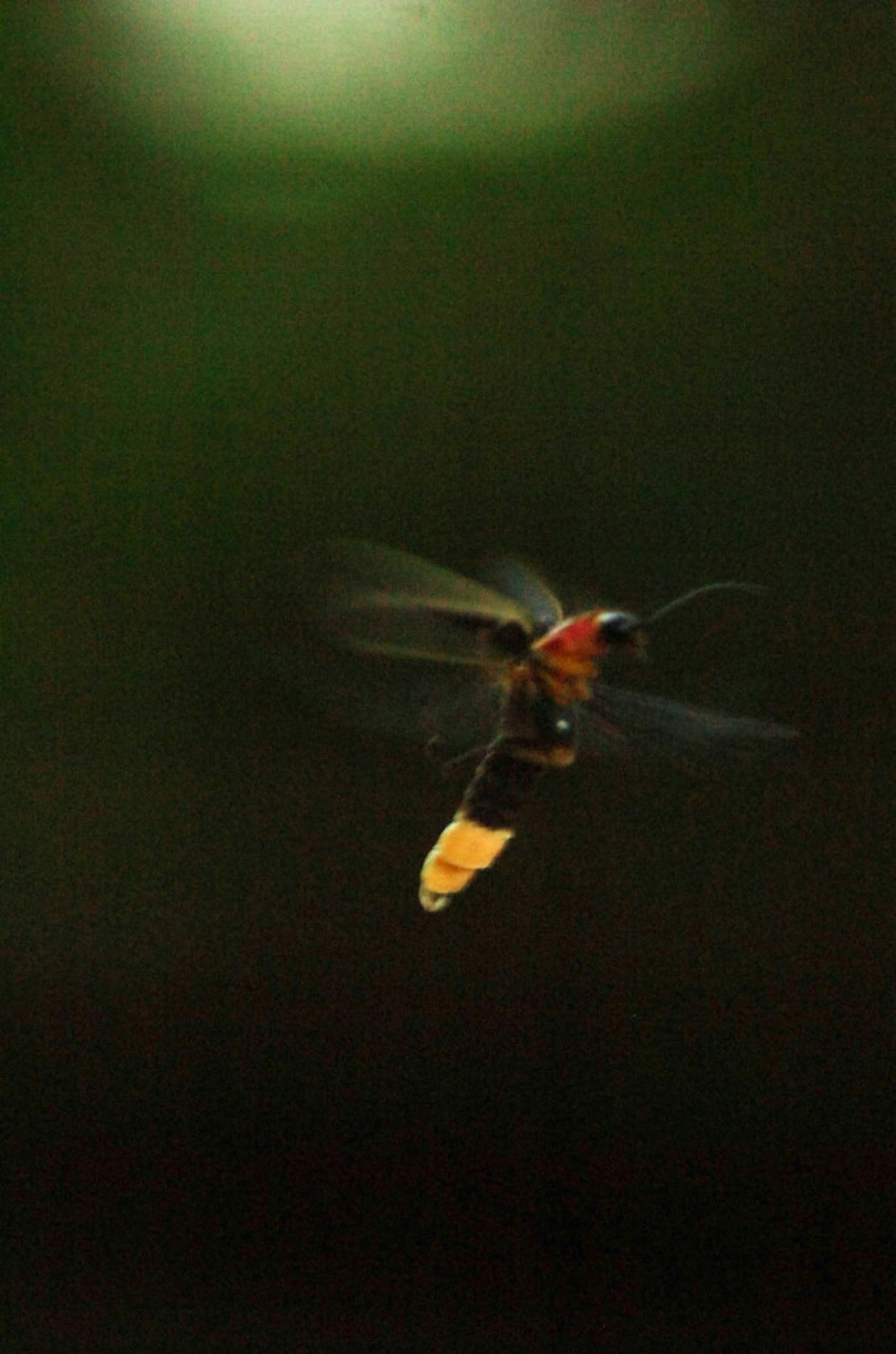 A firefly hovers after sundown on June 30, 2011 in Baltimore, Maryland. After several years of decline in the lightning bug population, scientists say there could be a resurgence in the number and species of the beetles that lit the summer nights of our youth. (Jerry Jackson/Baltimore Sun/MCT)